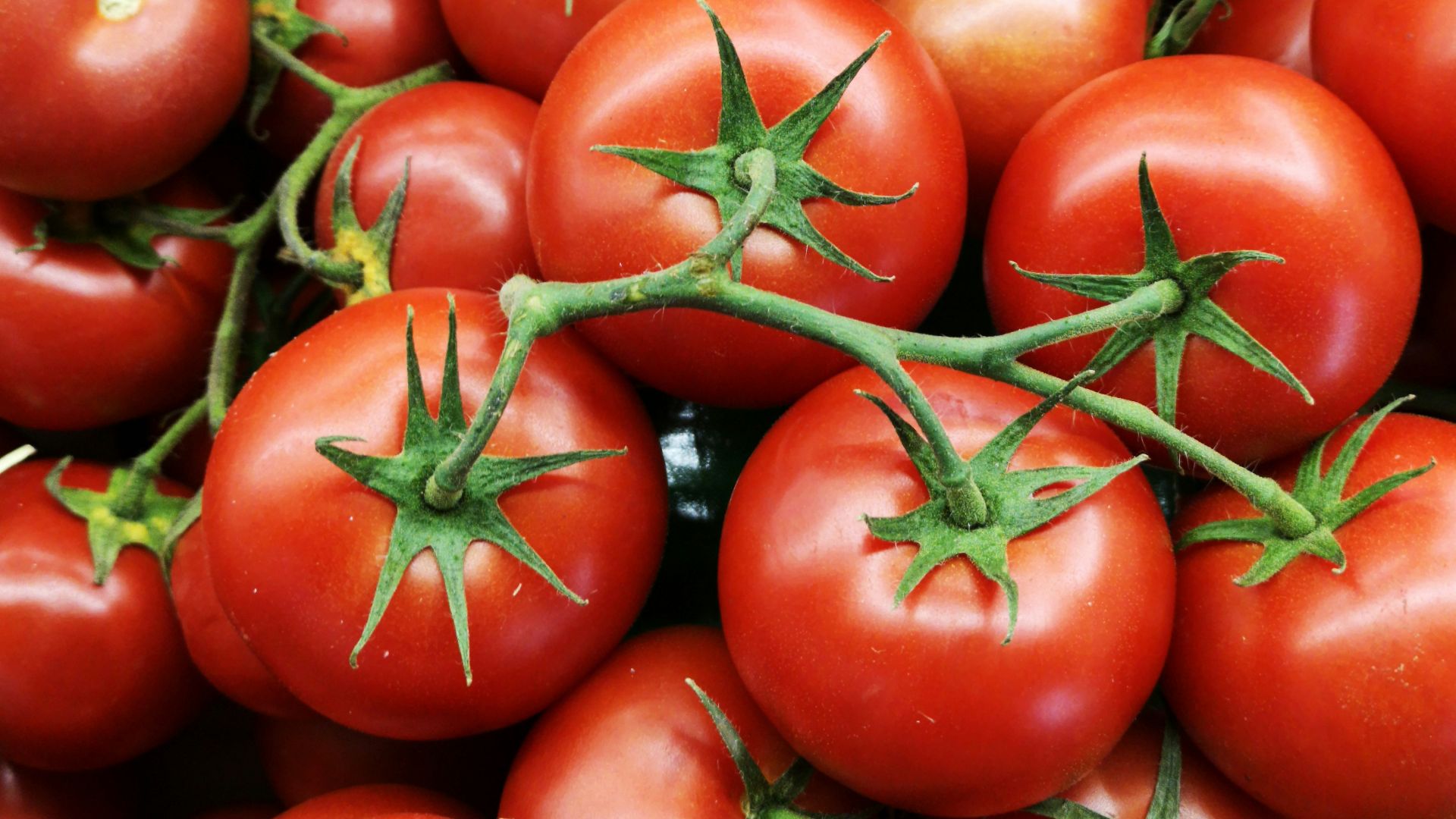 18. Tomates