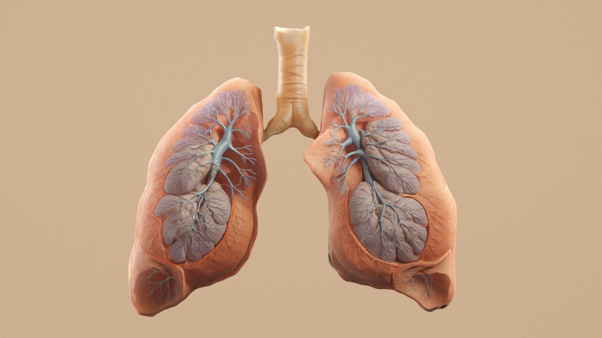 2. Respiration diaphragmatique