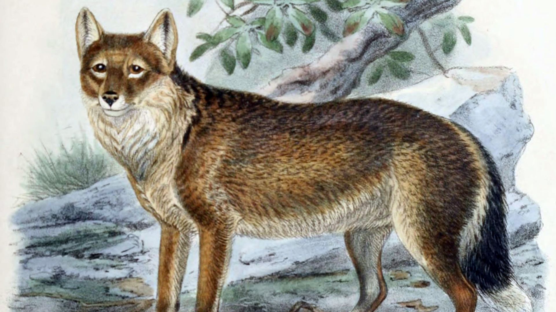 9. Le loup des îles Malouines