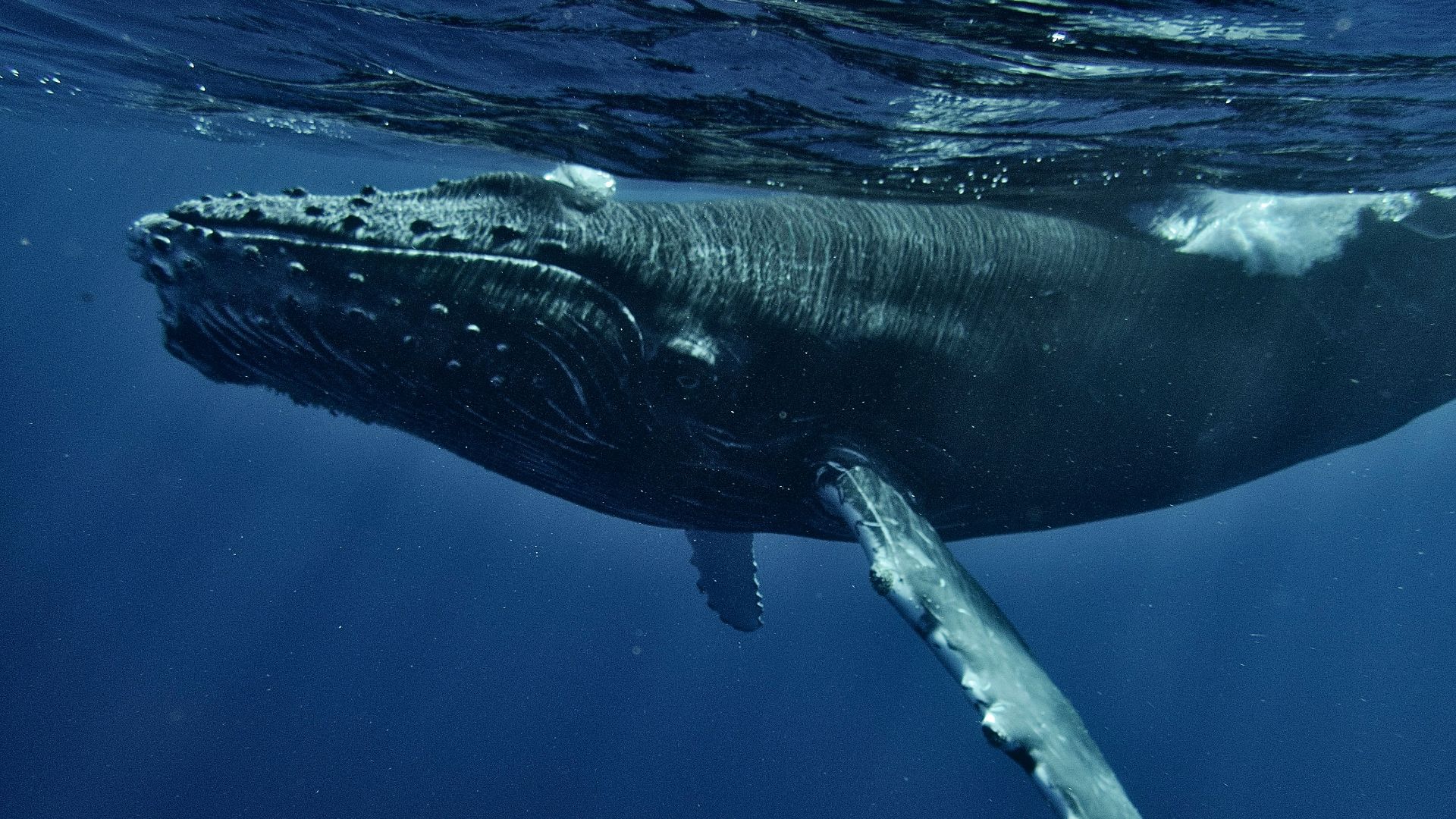 10. La baleine à bosse
