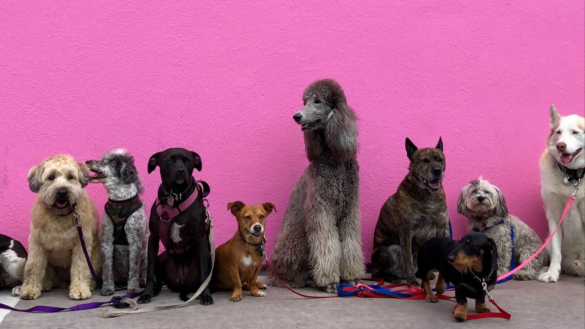 5. Les chiens de tourniquet