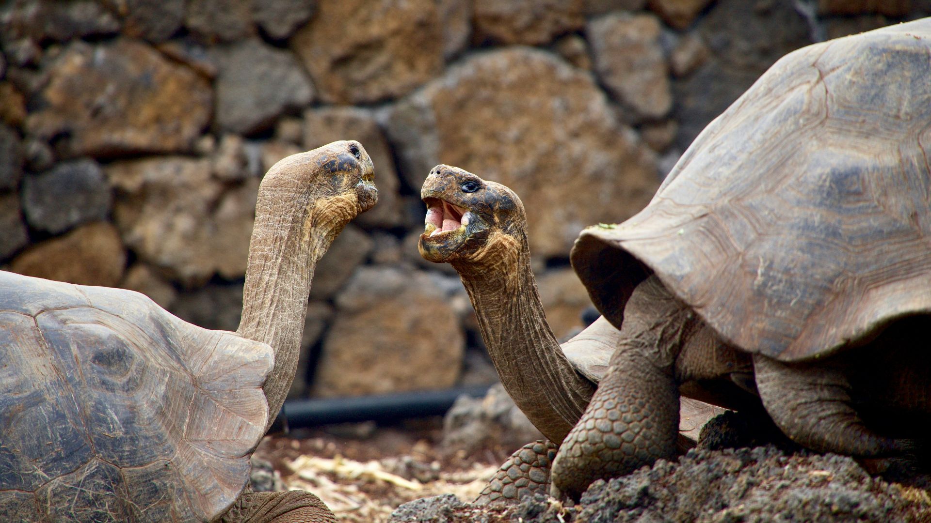2. Tortue géante des Galápagos