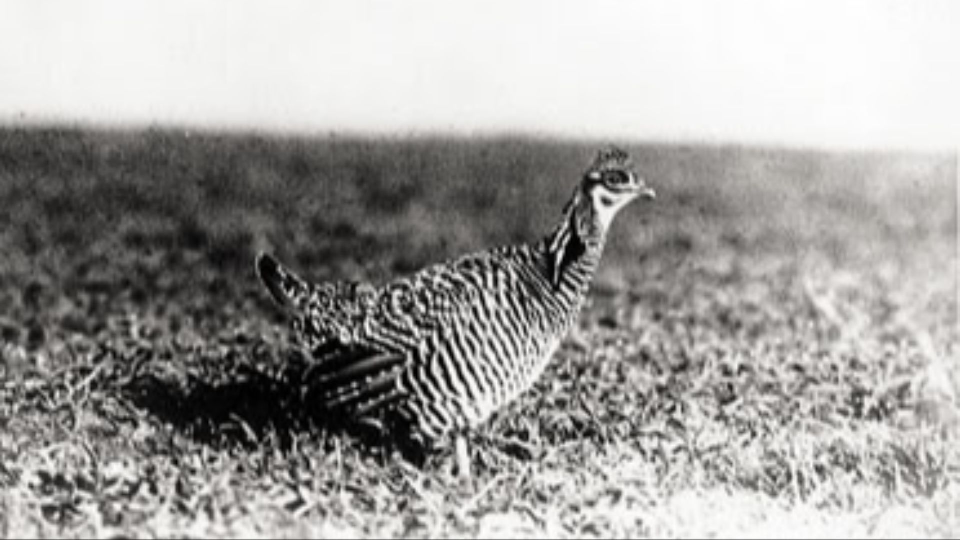 8. La poule des landes