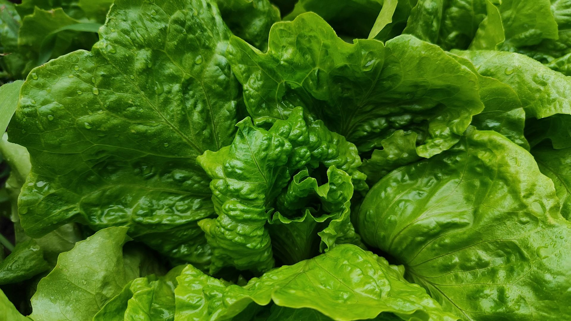 13. Laitue romaine