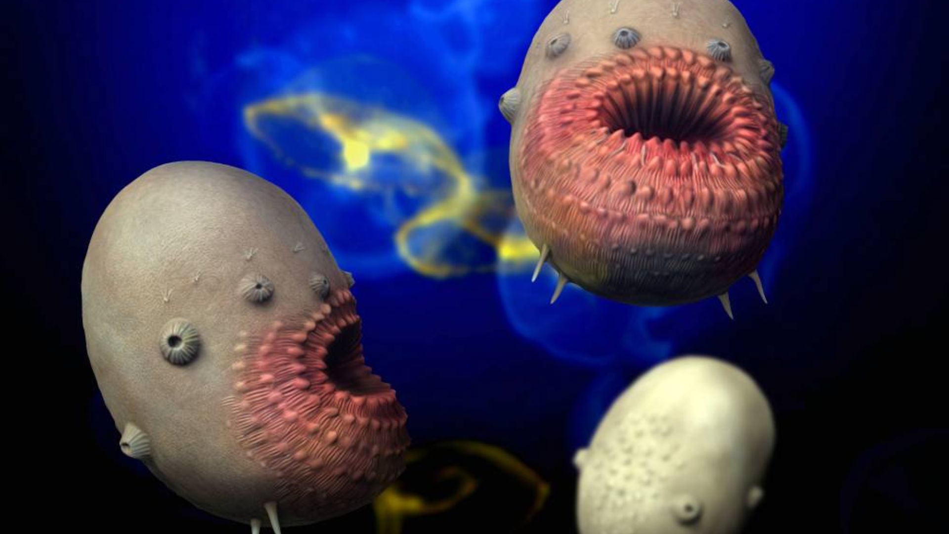10. Saccorhytus