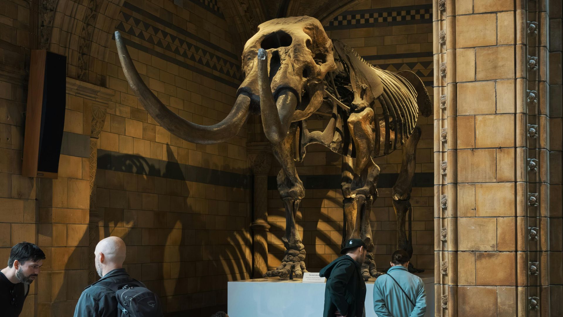 20. Les mammouths laineux continuent de fasciner