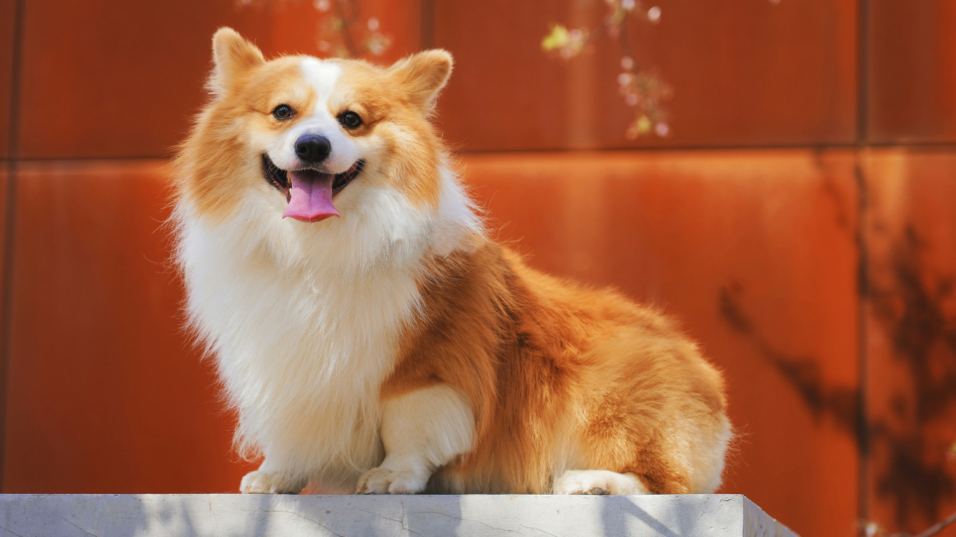 11. J'adore les corgis depuis tout petit
