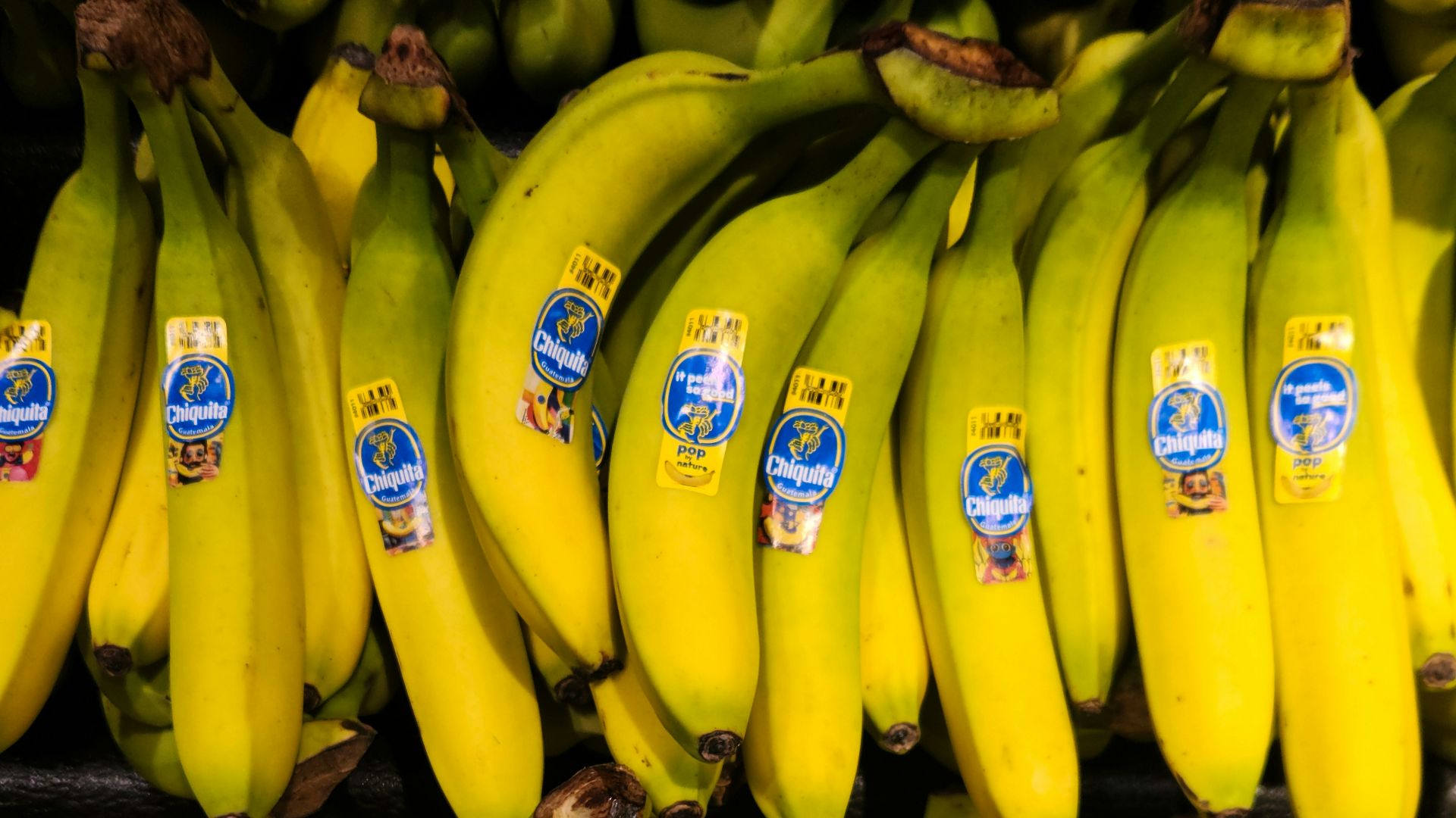 19. Les bananes Gros Michel