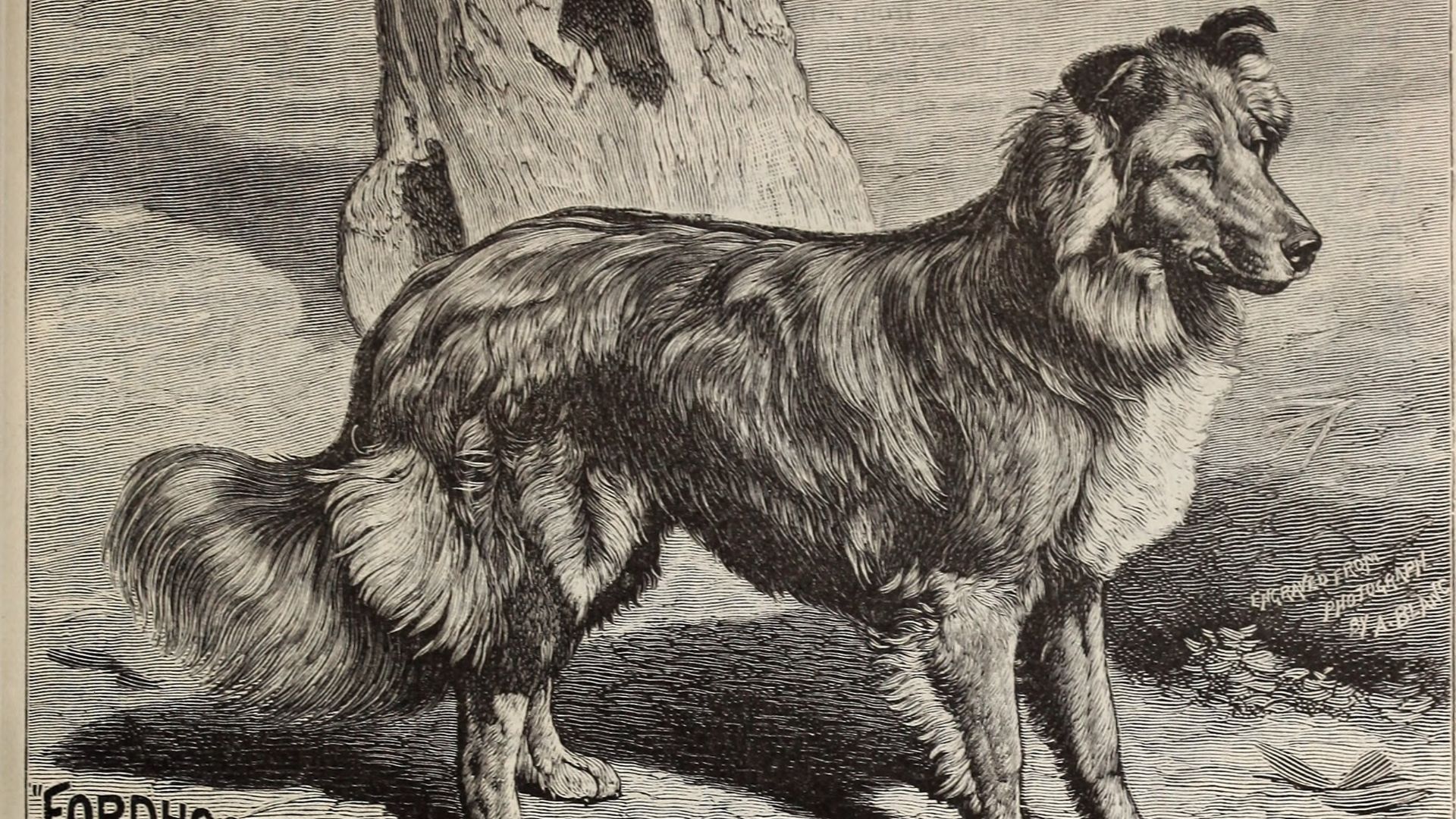 19. Bobbie, le chien prodige, le retourneur de longue distance