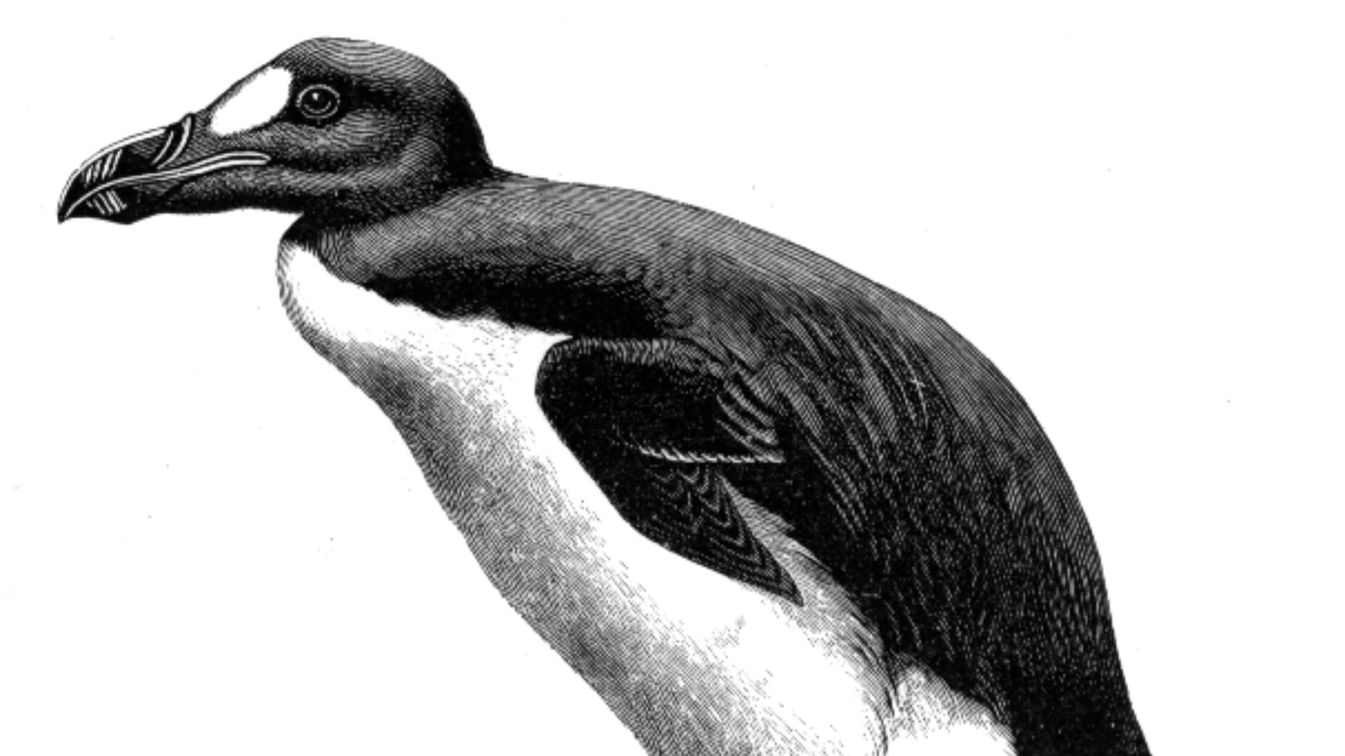 4. Le grand pingouin