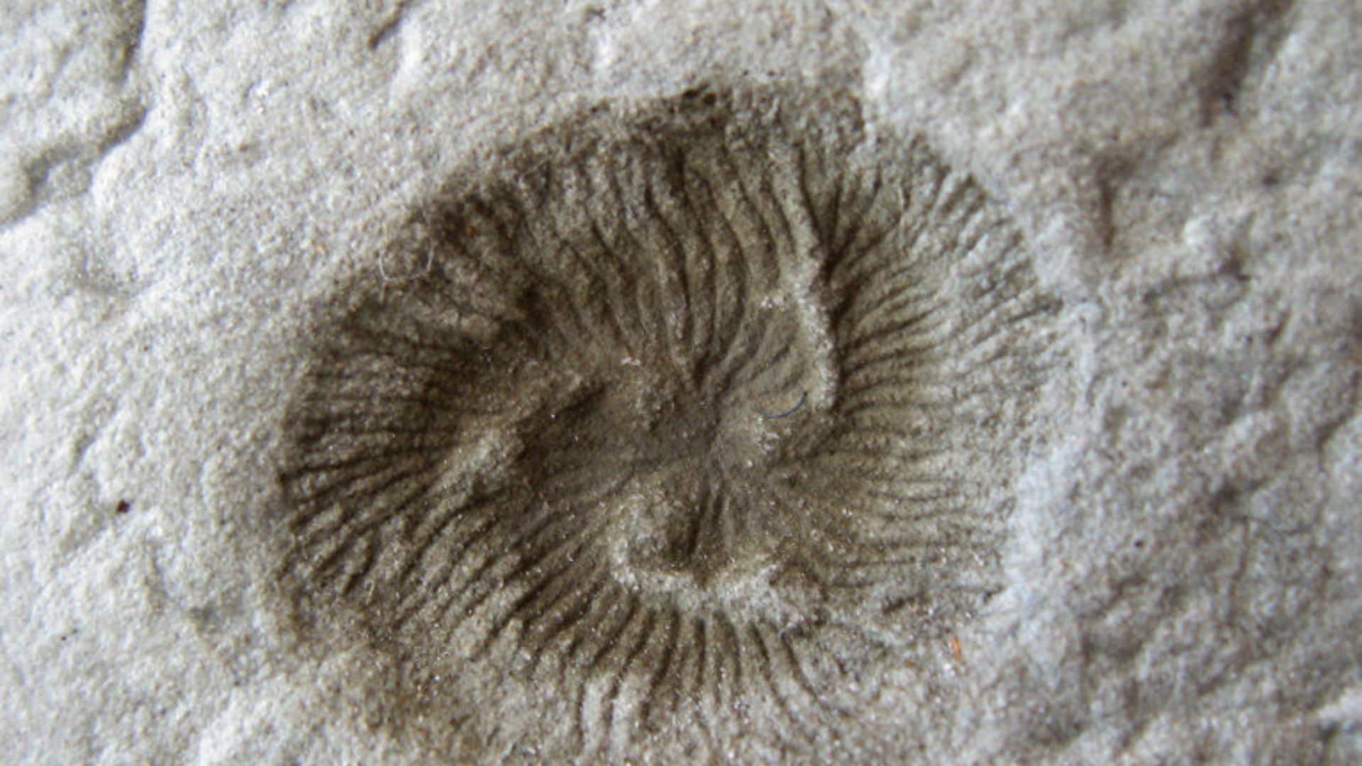 15. Tribrachidium