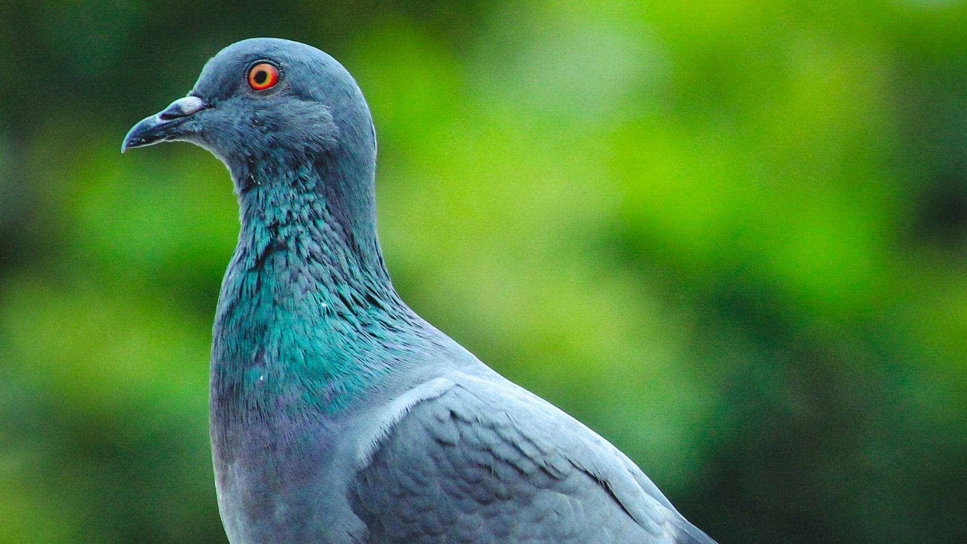 1. Le pigeon migrateur