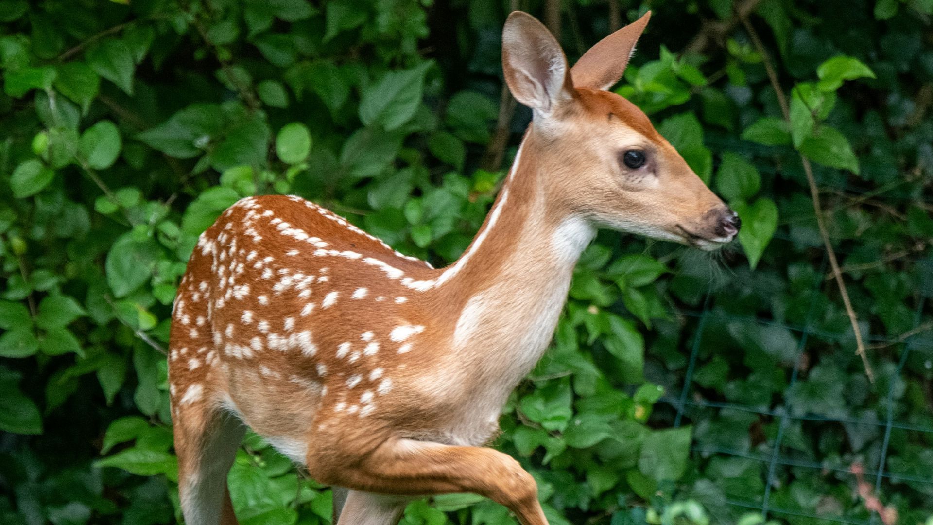 7. Cerf de Virginie
