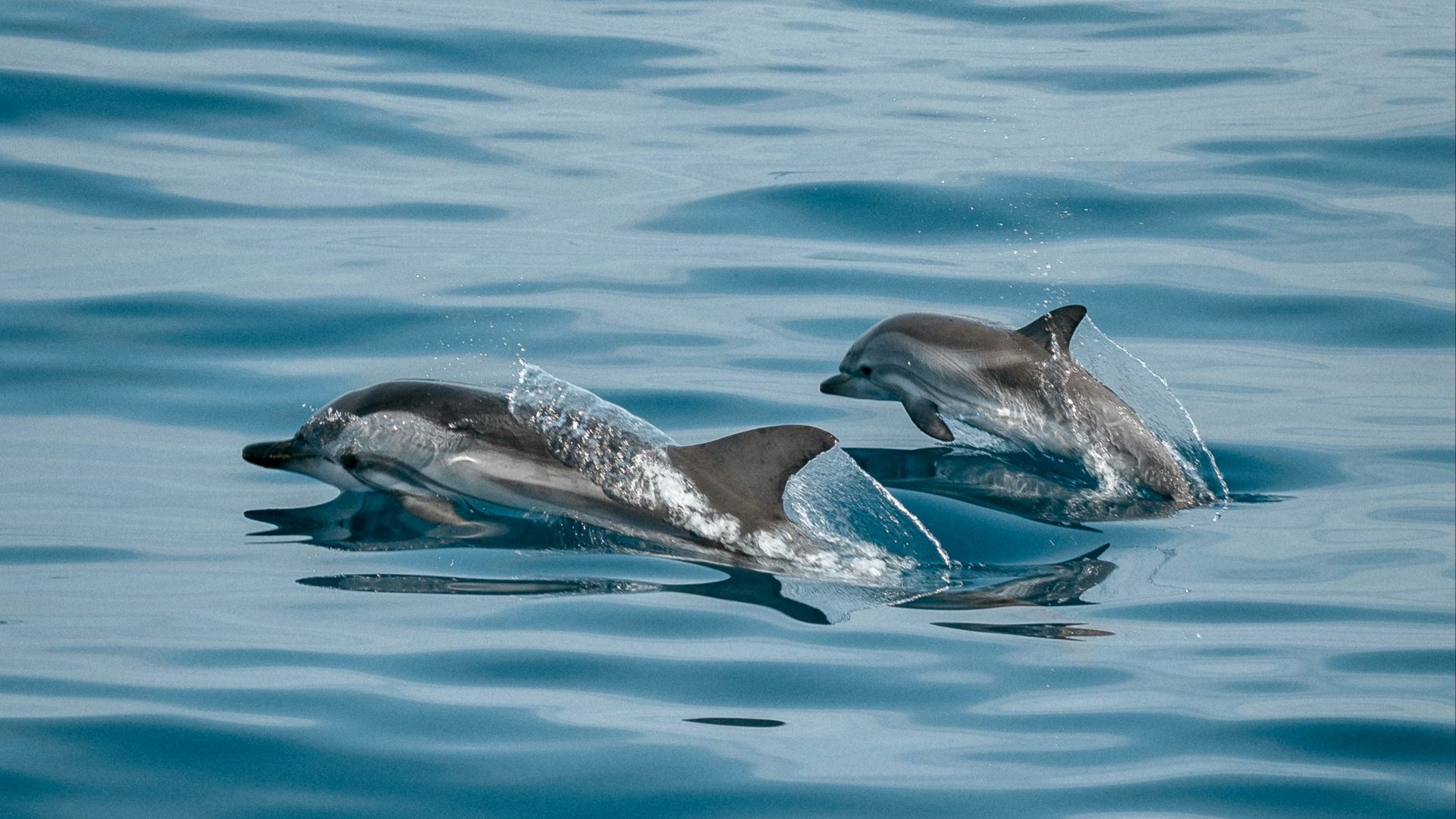 9. Les dauphins