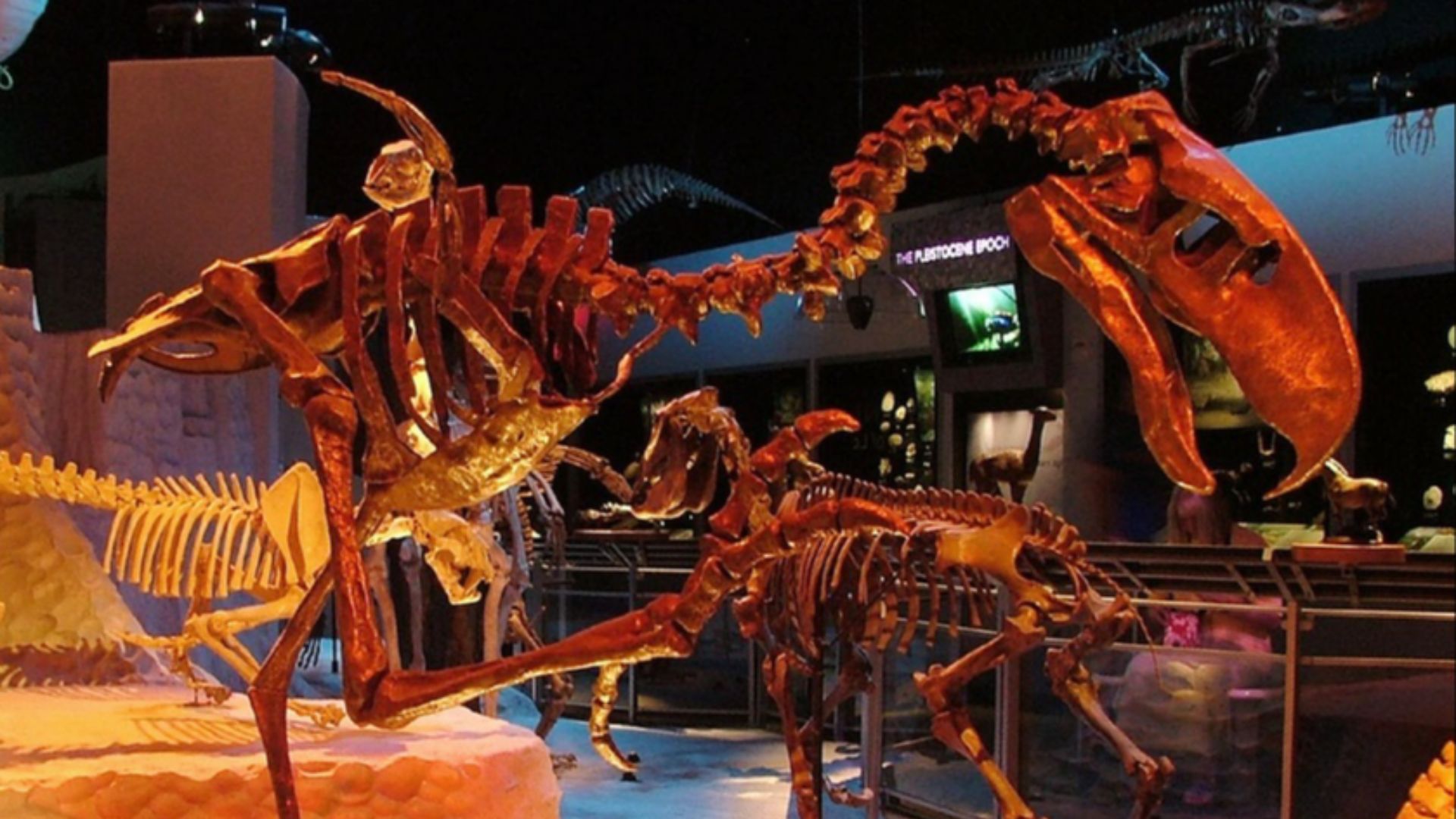 15. Titanis