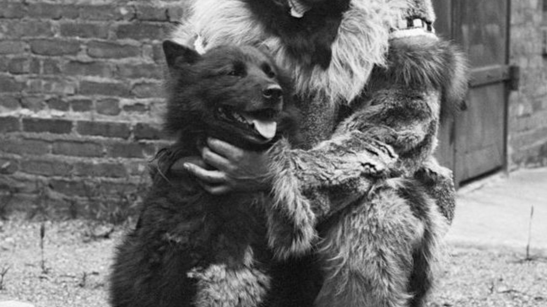 2. Balto, la star de la course au sérum de Nome