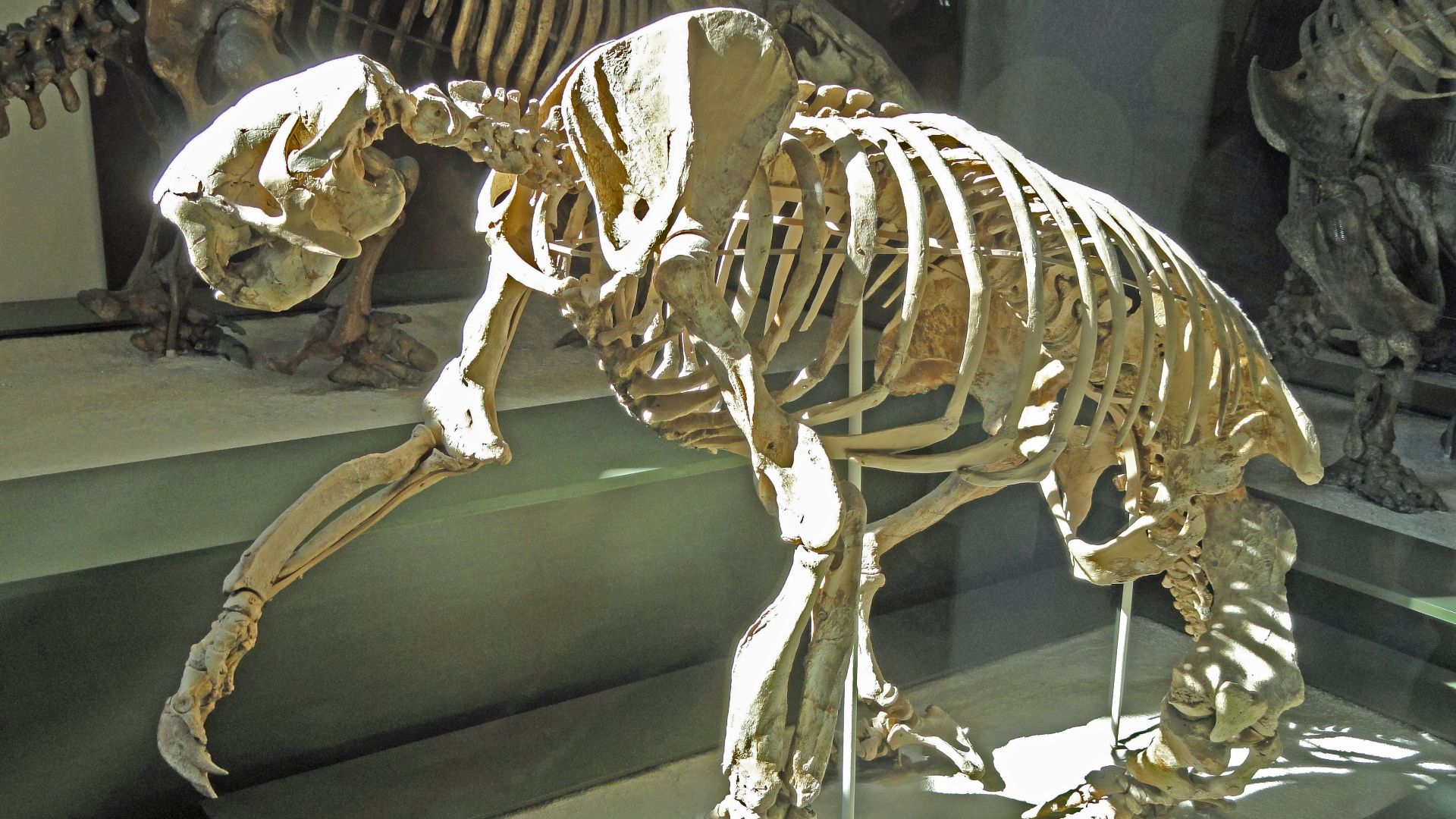 20. Megalonyx