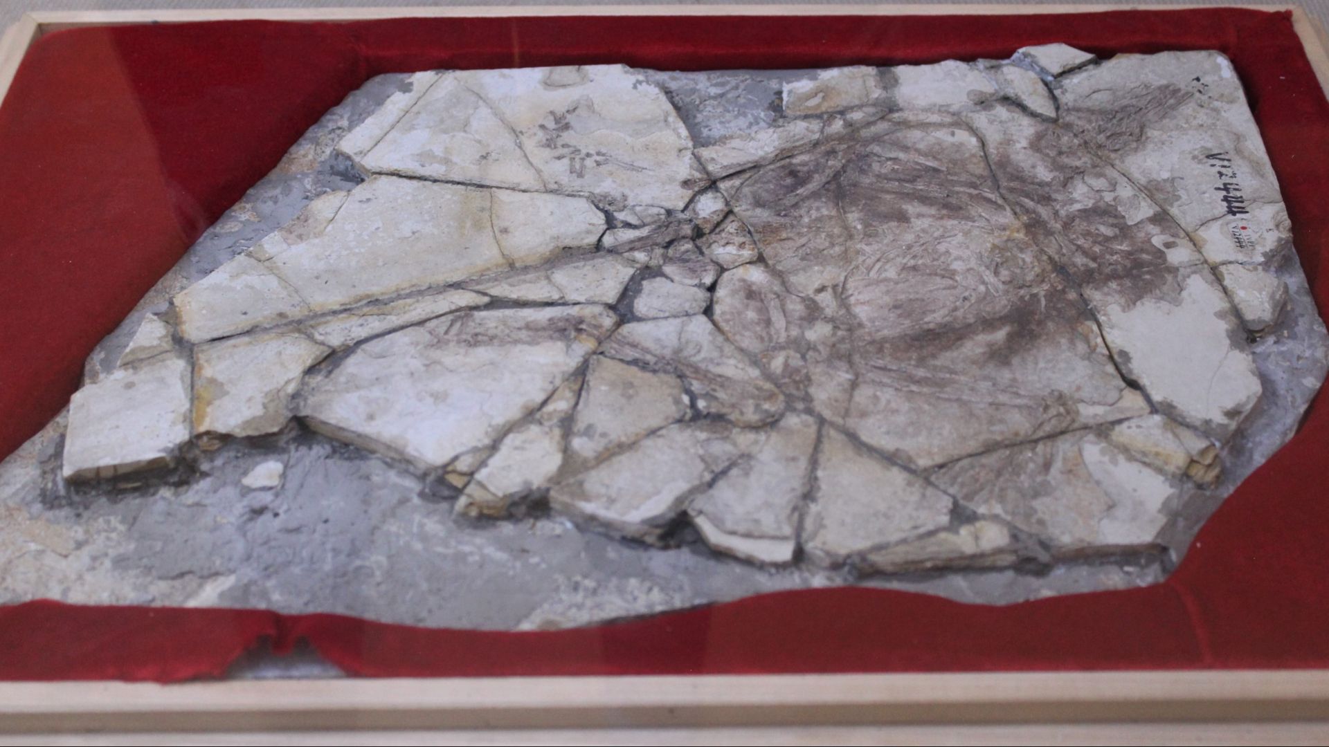 14. Le fossile d'Archaeoraptor
