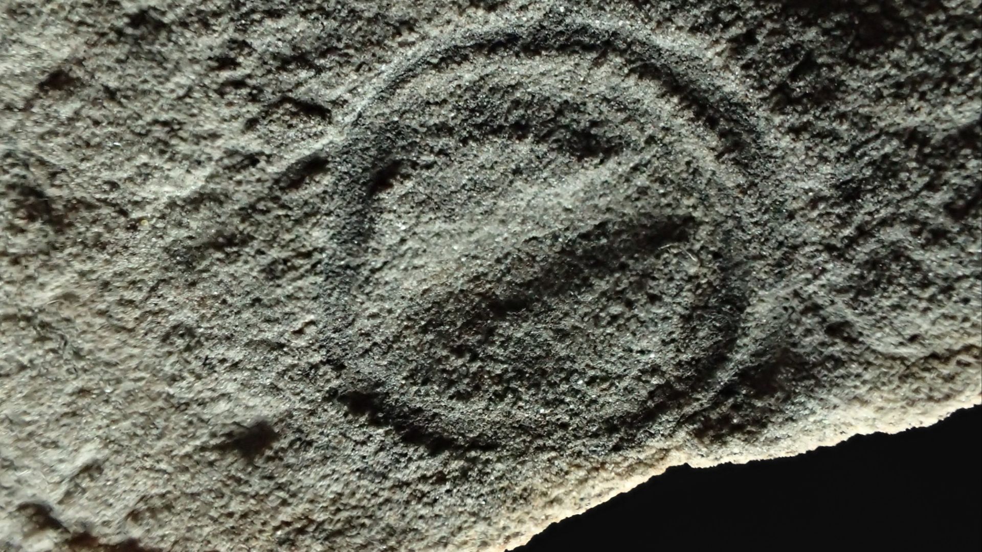 16. Parvancorina