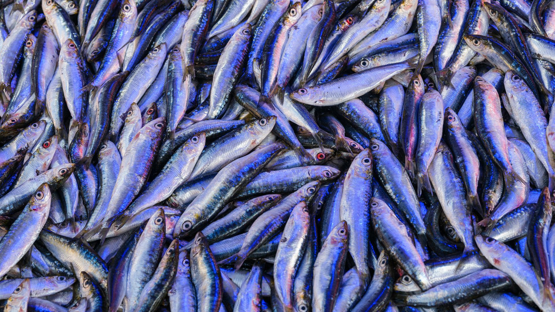 5. Anchois