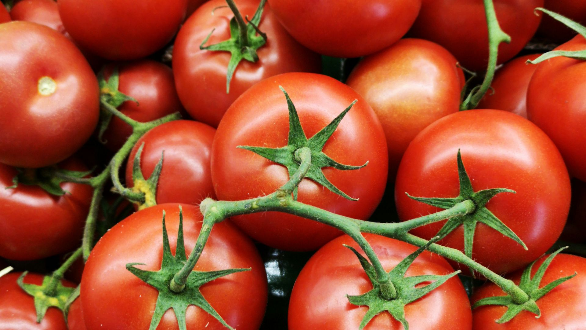 18. Tomates rouges