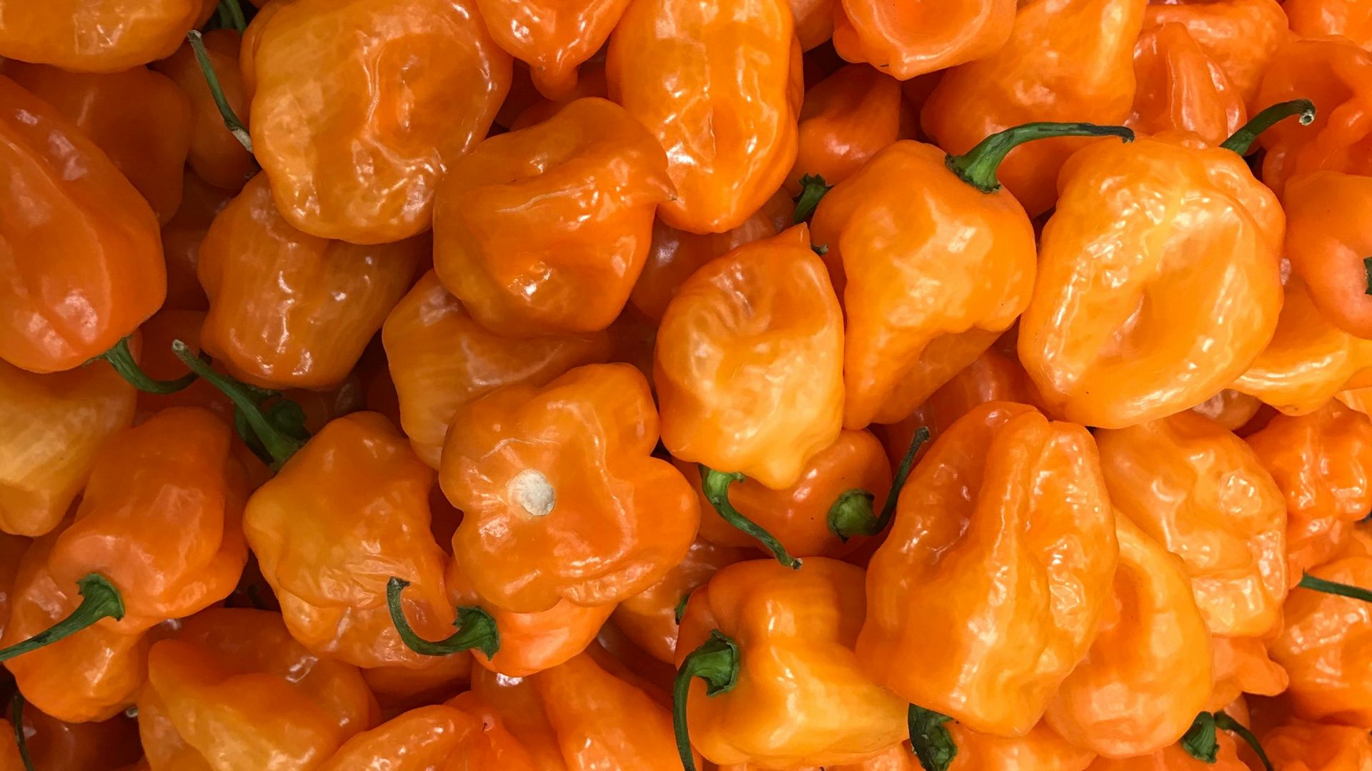 15. Ajouter les piments habanero