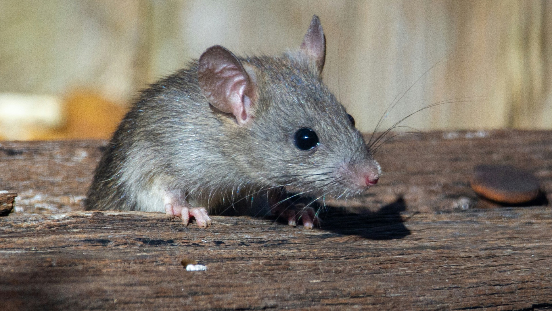 Invasion de souris : 10 choses à savoir sur les souris domestiques et 10 conseils pour s’en débarrasser