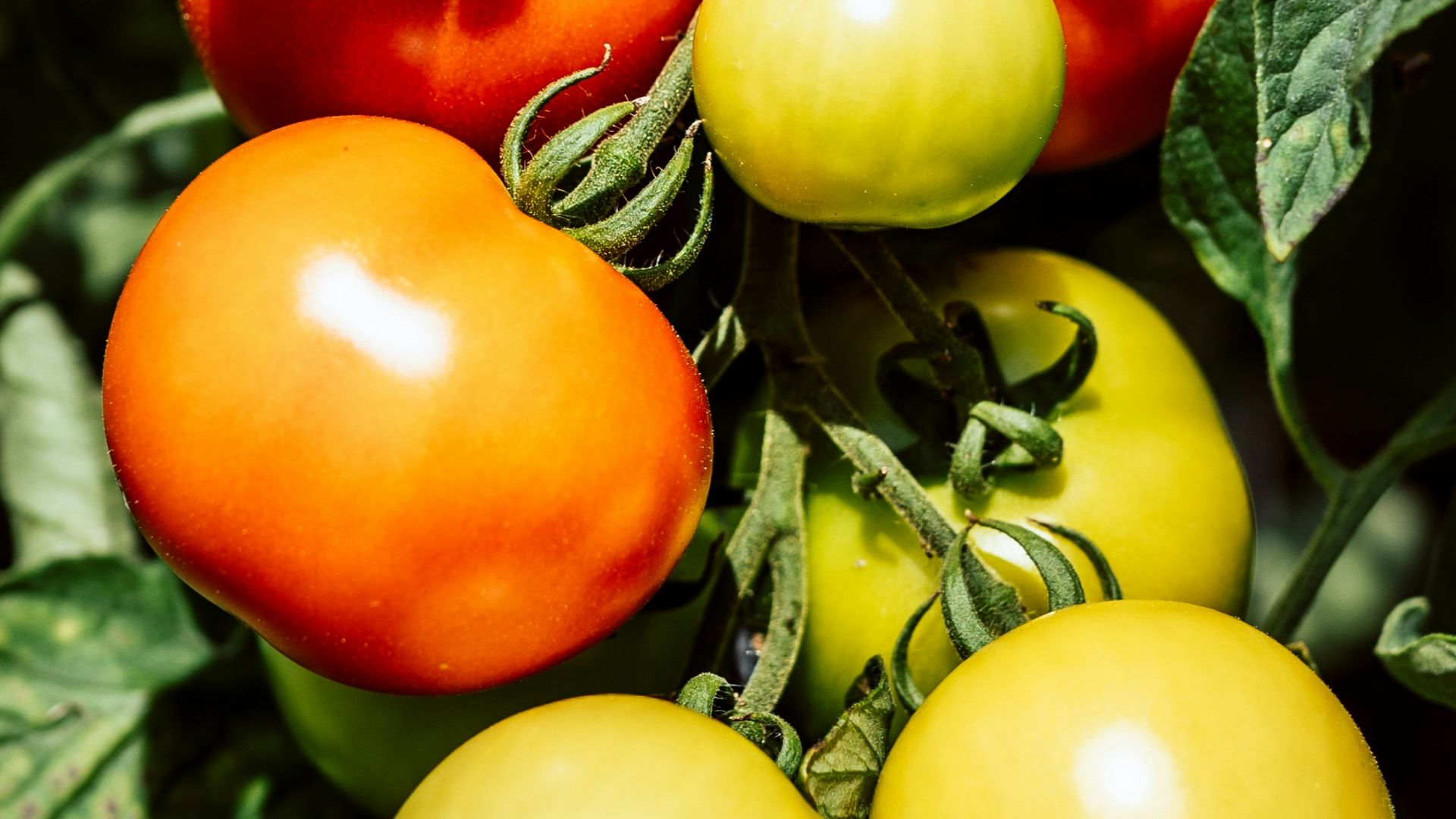 8. Produits biologiques traditionnels