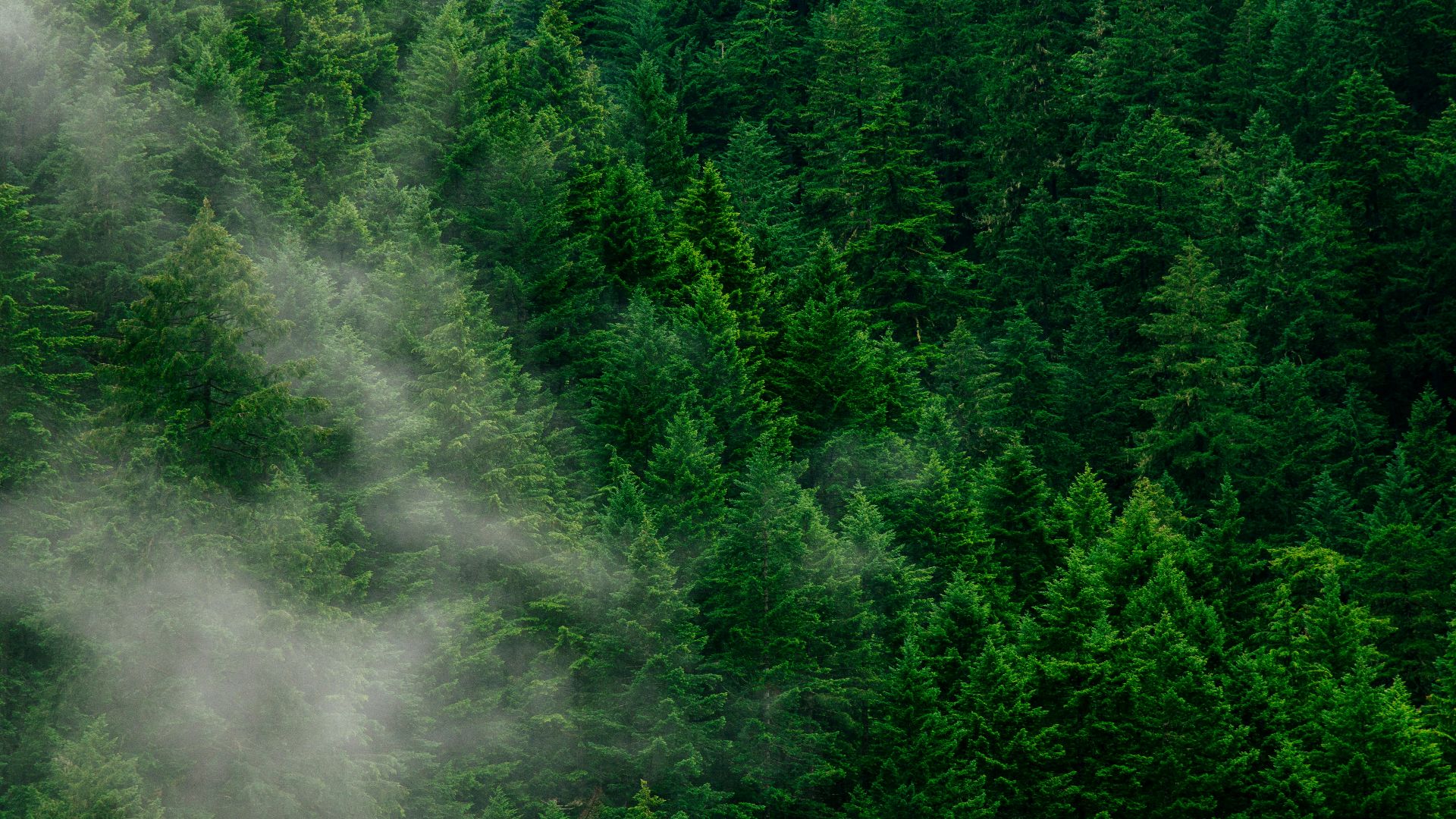 8. Vert forêt et cuir cognac