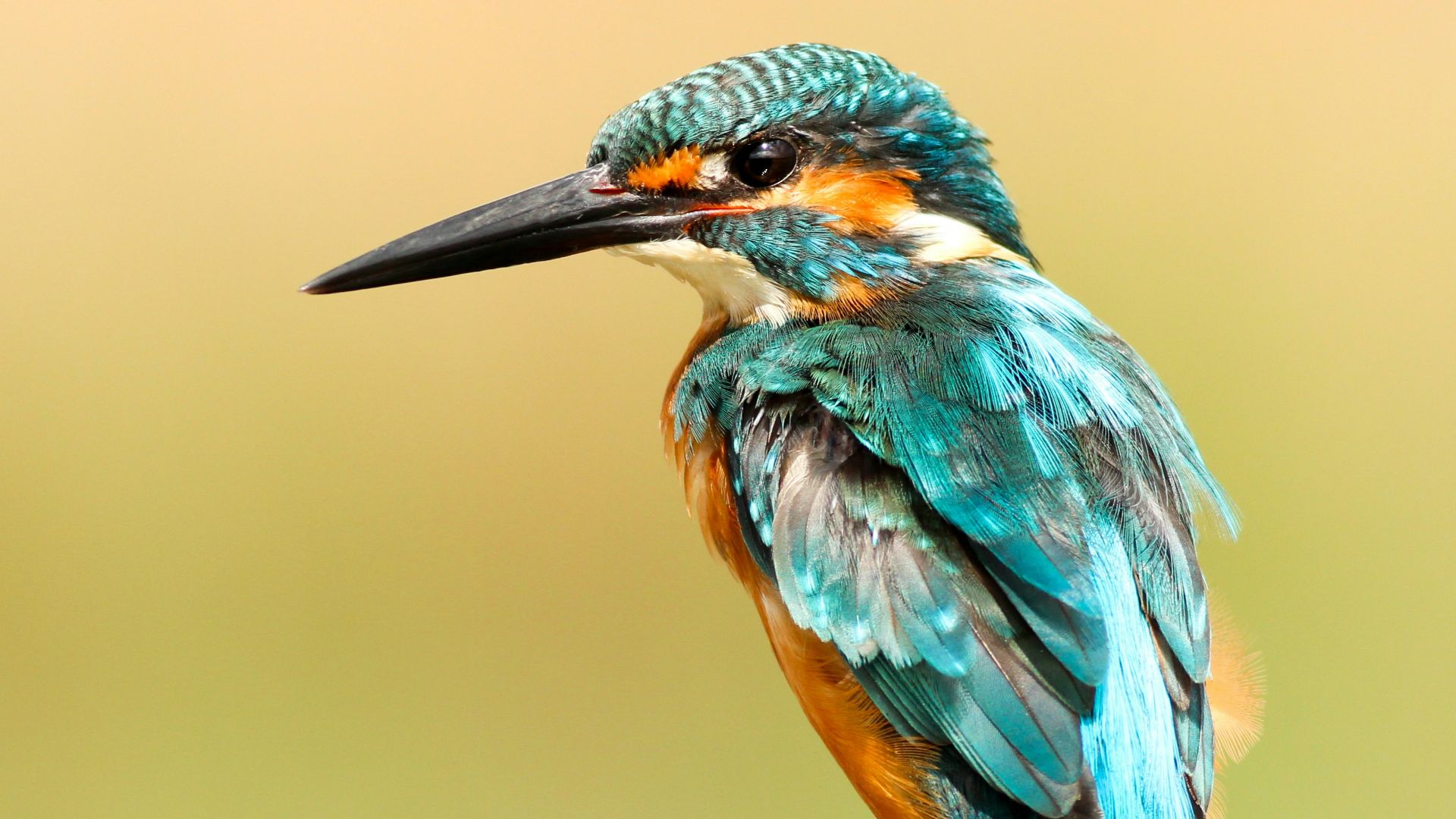 20. L'Oiseau de la potence, le charognard