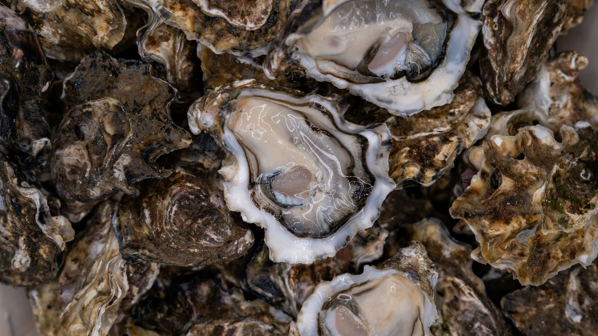 3. Huîtres crues