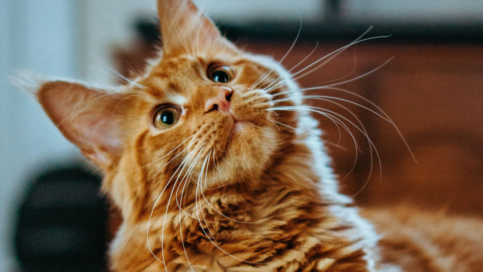 12. Le manoir des chats de Jonathan Jackson