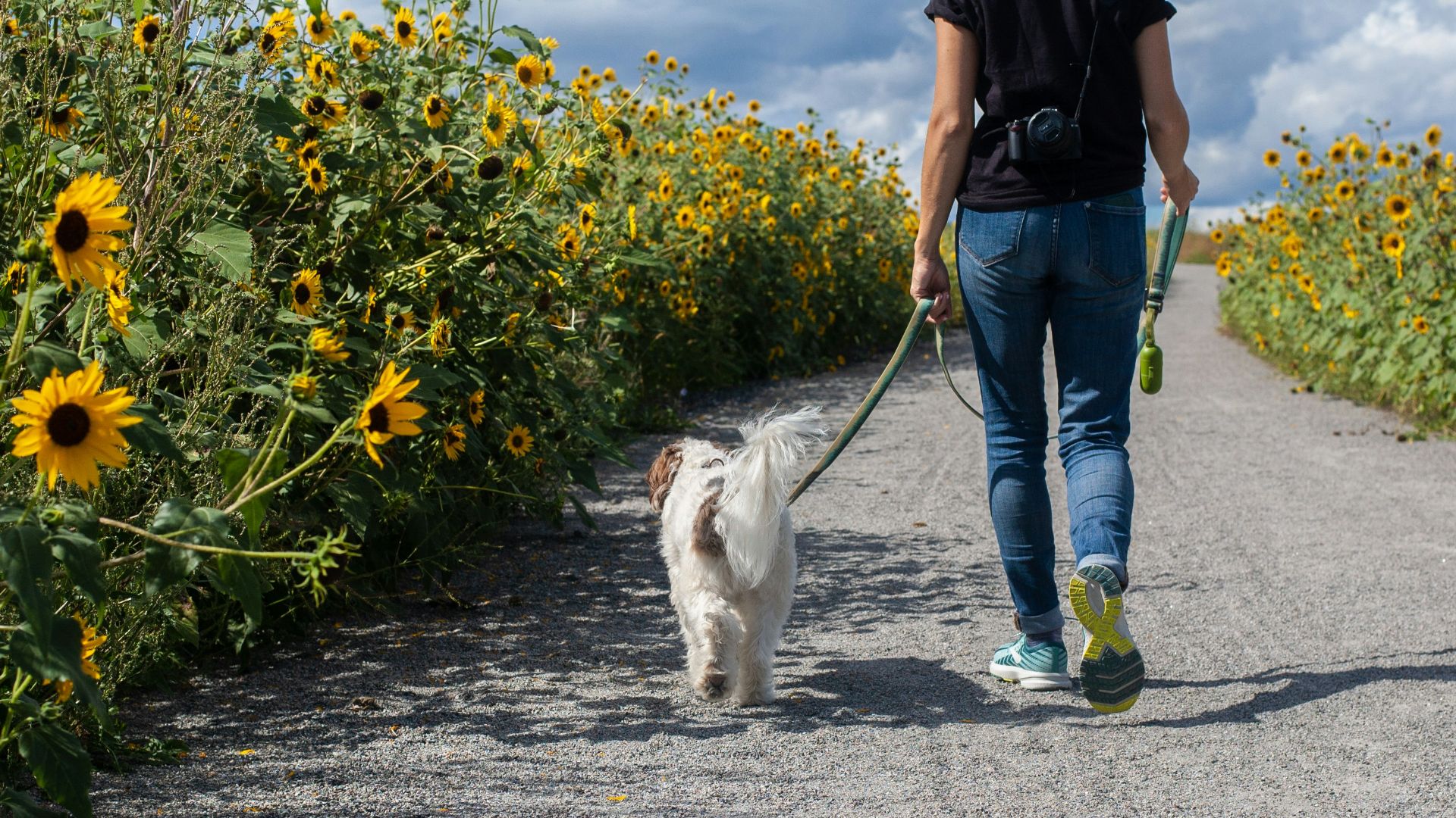 12. Promenez votre chien plus souvent
