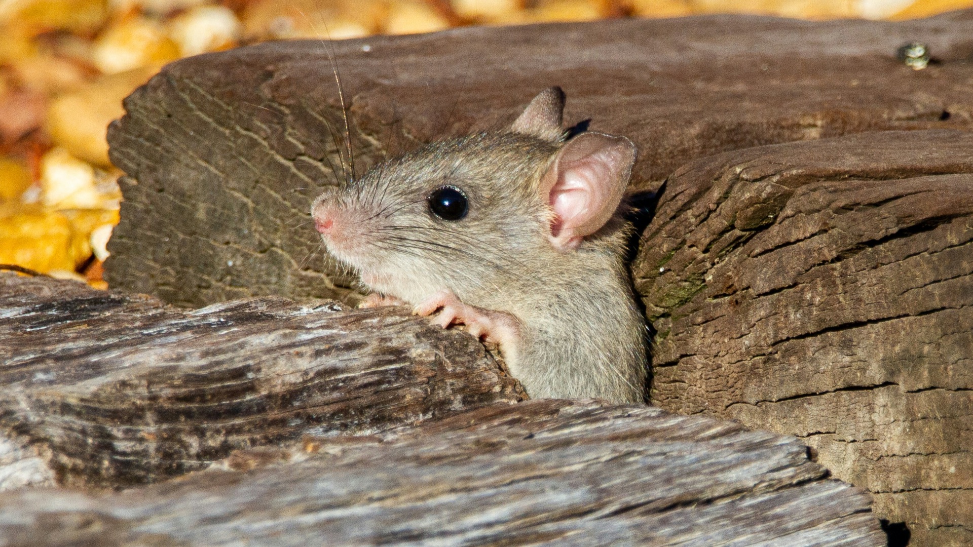 3. Ils peuvent se faufiler dans des espaces minuscules
