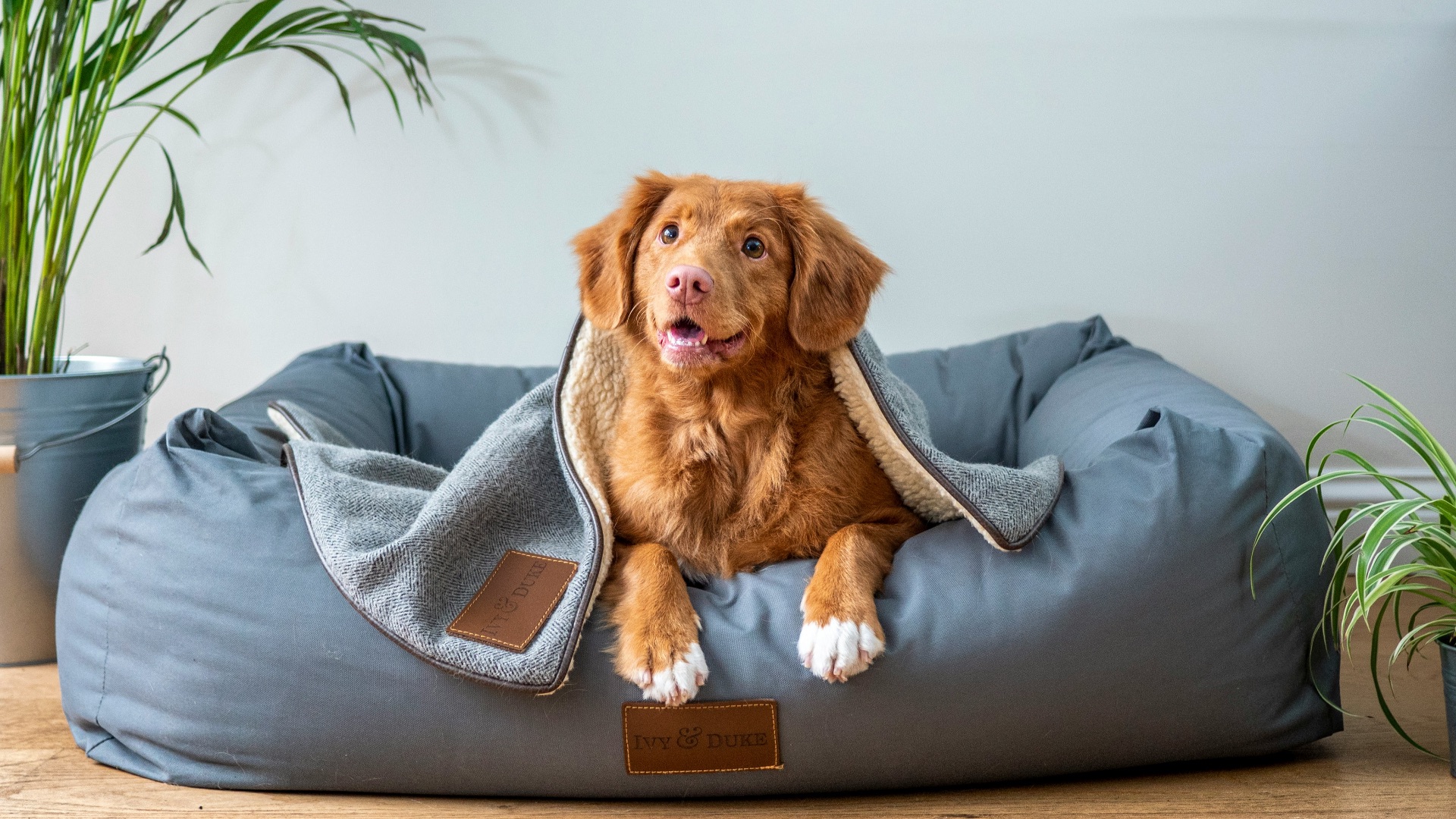 7. Ne laissez pas les animaux domestiques s'en approcher