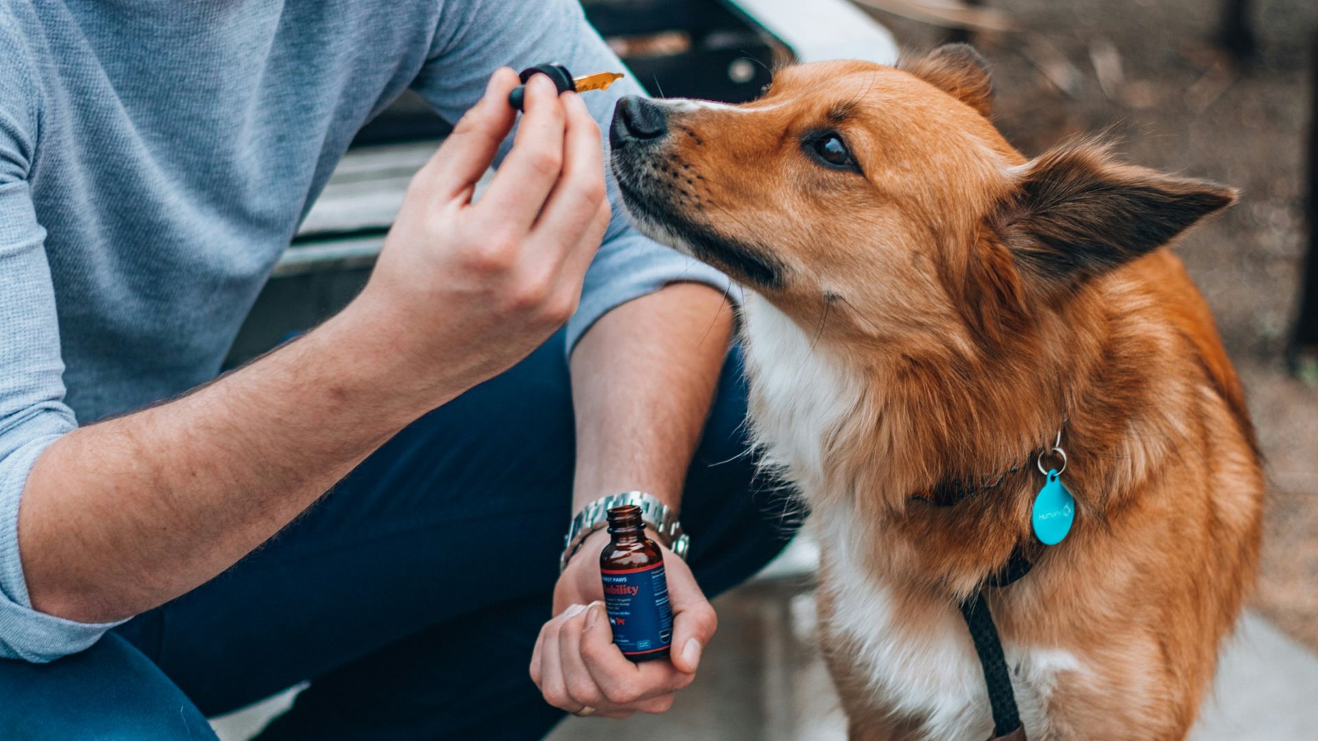 9. Trousse de premiers secours pour animaux de compagnie