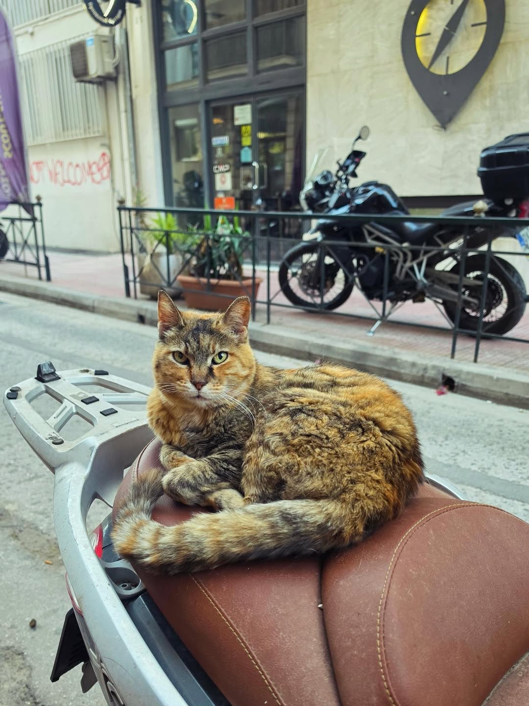 Les chats à Athènes