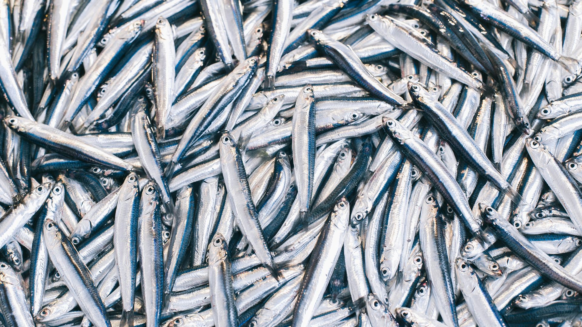 4. Sardines
