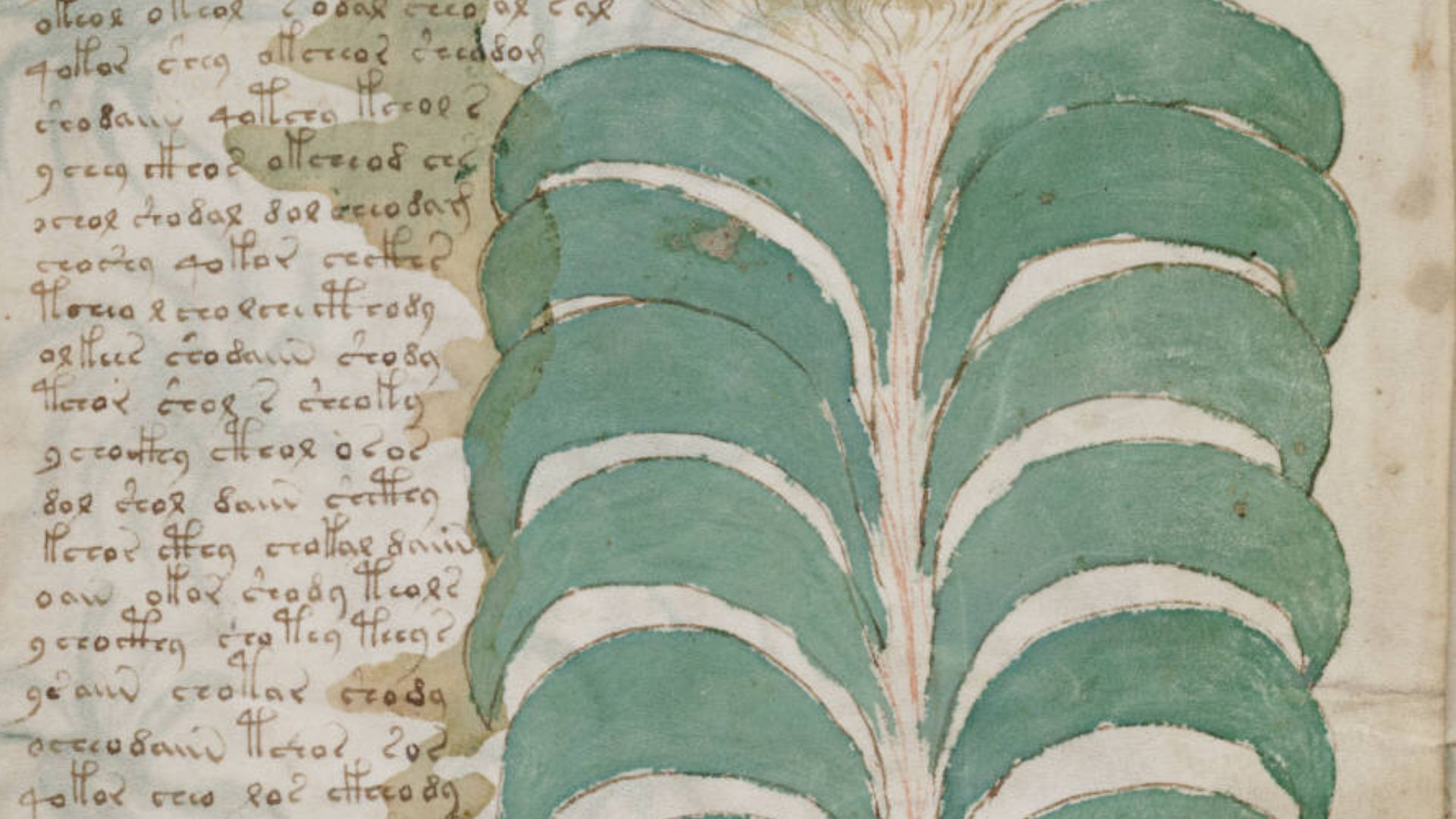6. Le manuscrit de Voynich