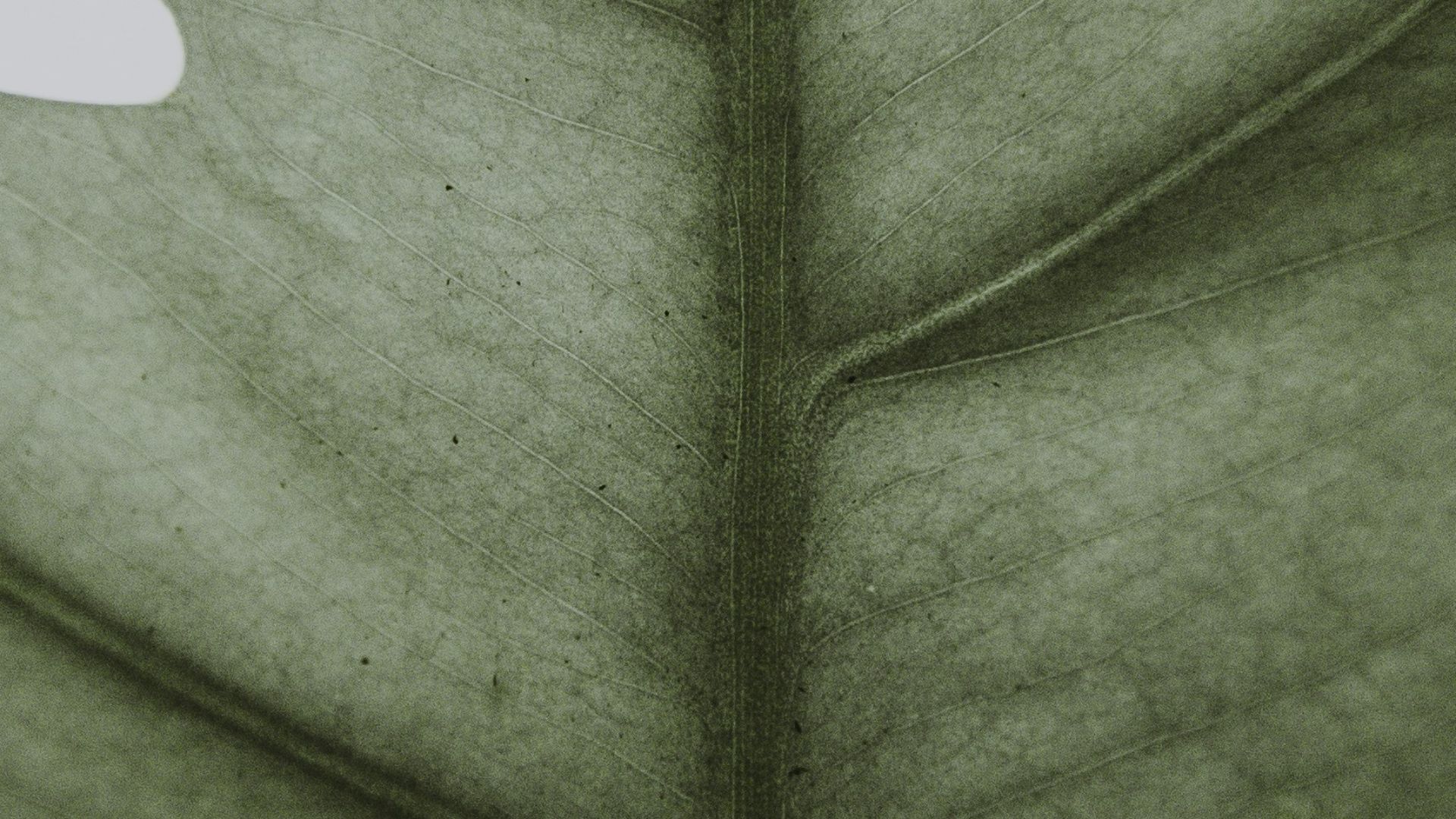 1. Vert sauge et crème pâle
