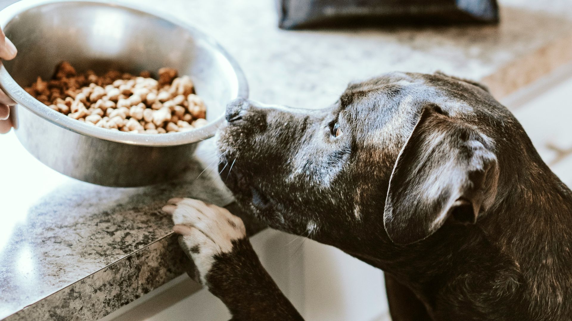 17. Distributeurs automatiques de nourriture pour animaux