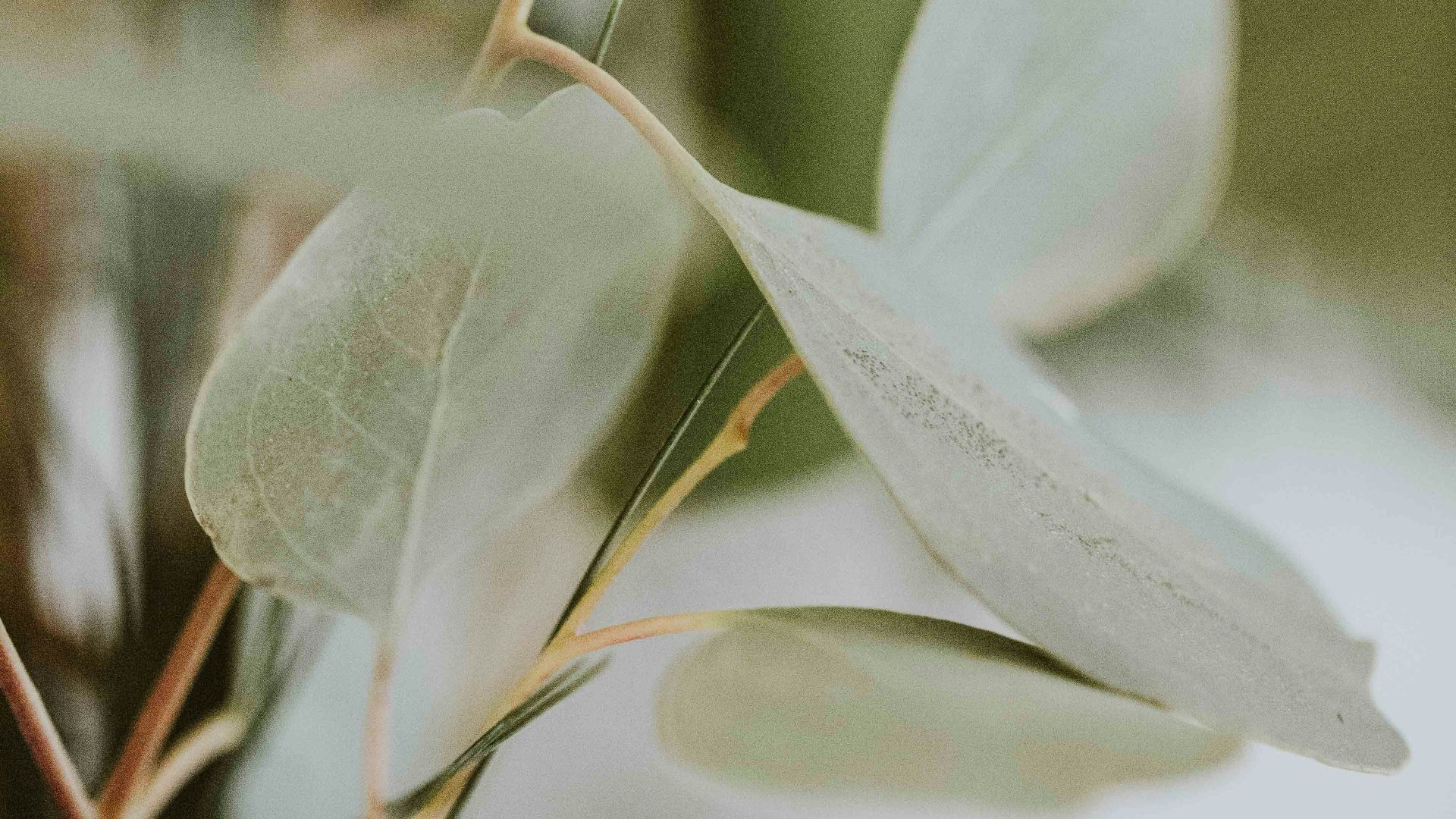 11. Eucalyptus et brique patinée