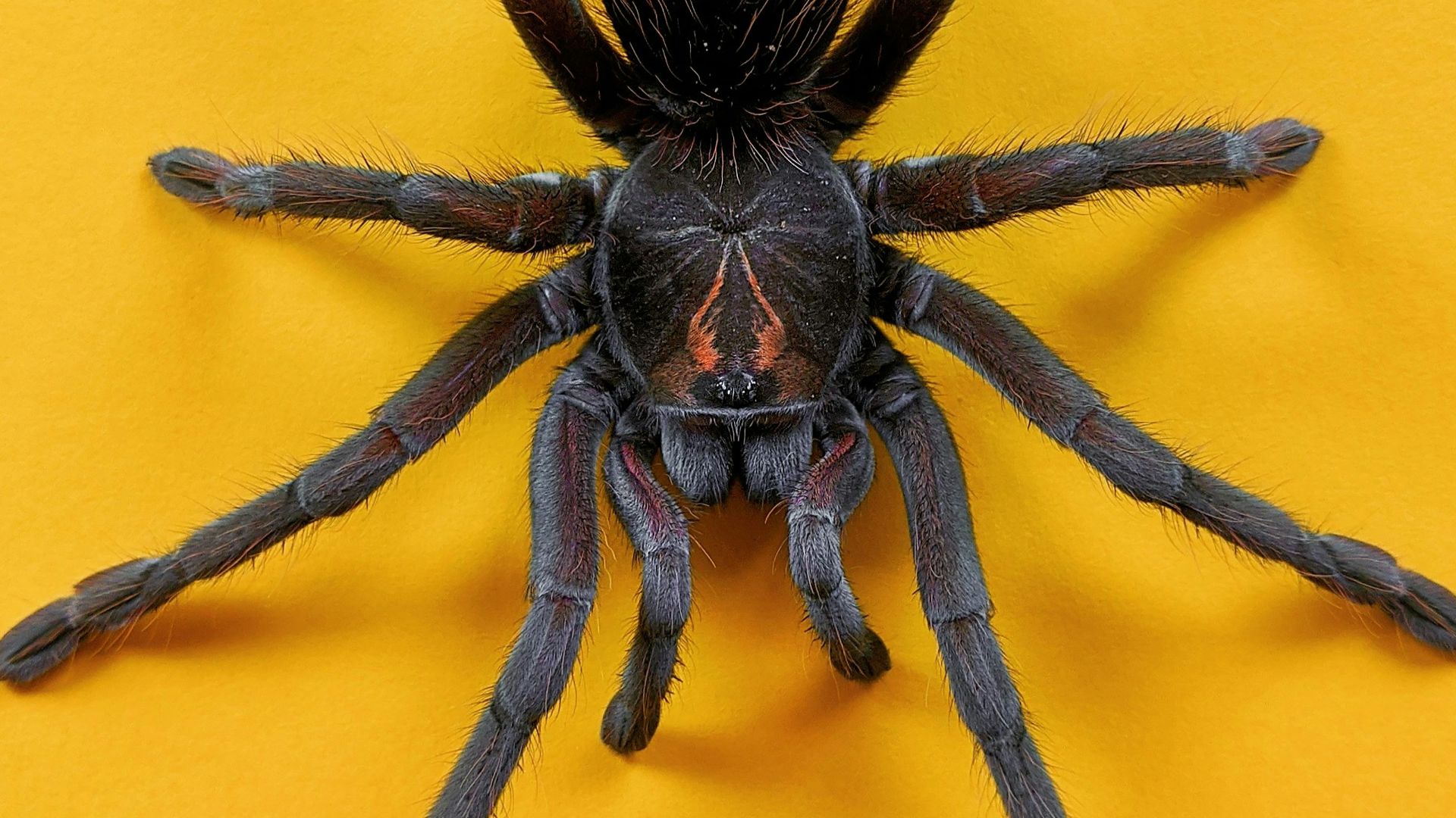 13. Des araignées vivantes avalées comme remède contre la fièvre paludéenne