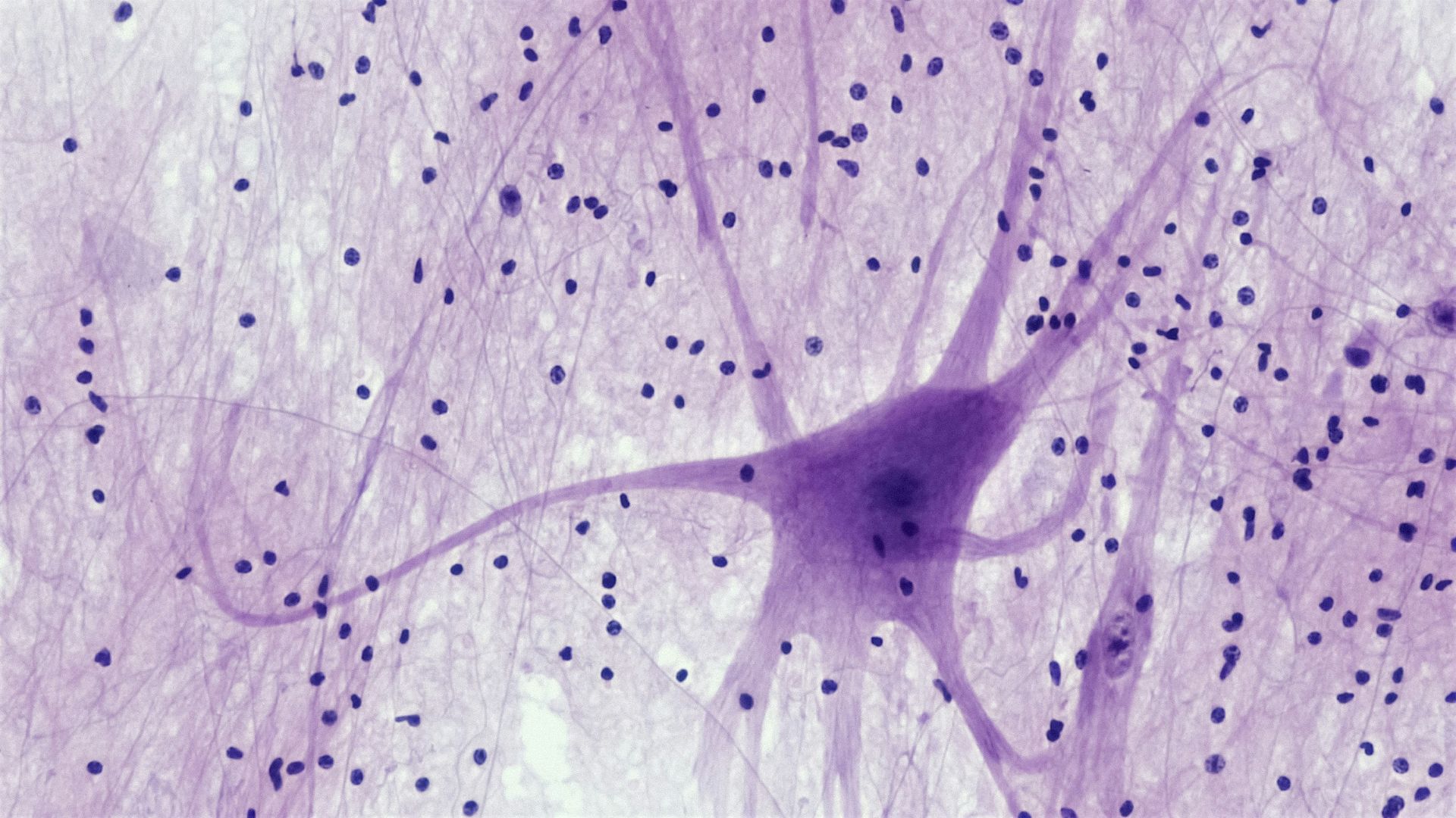 15. Synapses