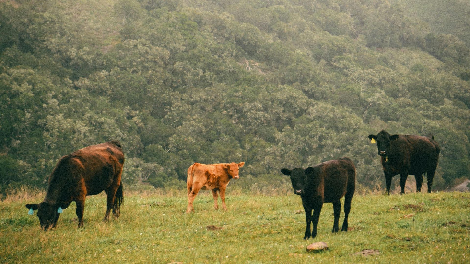 2. Appleton Cattle Company, Australie