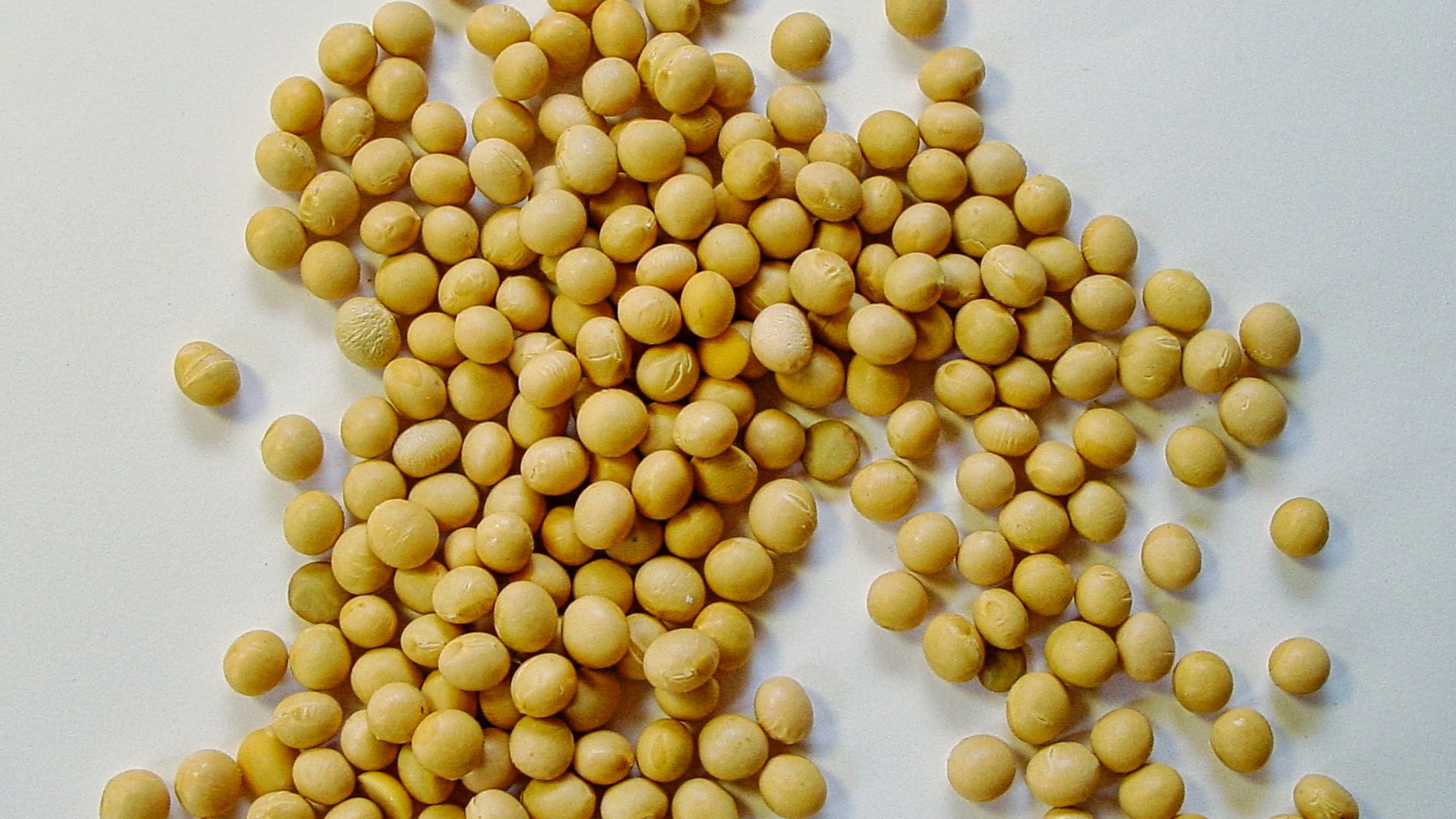 13. Graines de soja grillées à sec et non salées