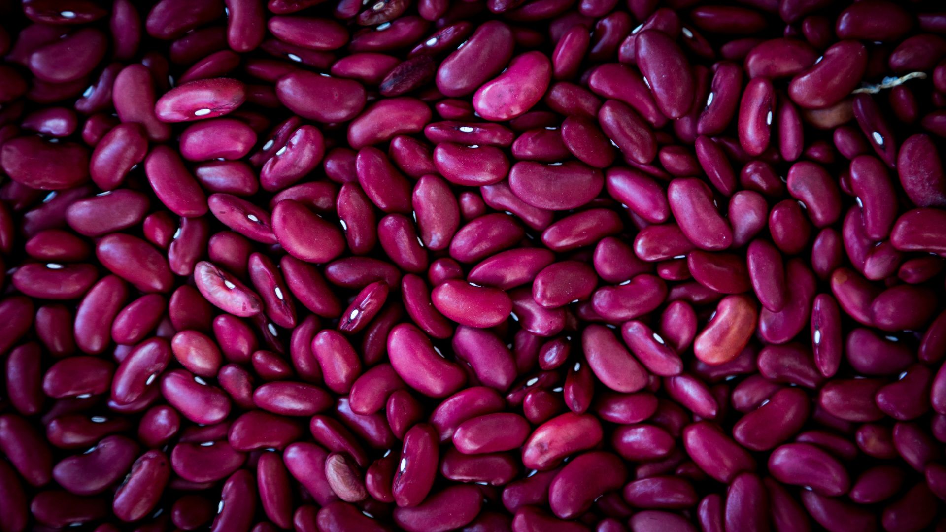 19. Haricots blancs