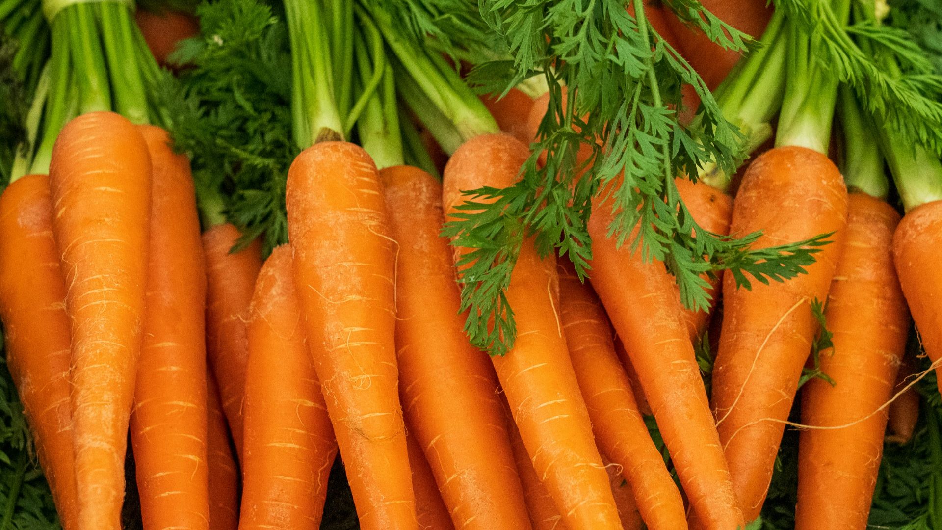 11. Carottes à la crème