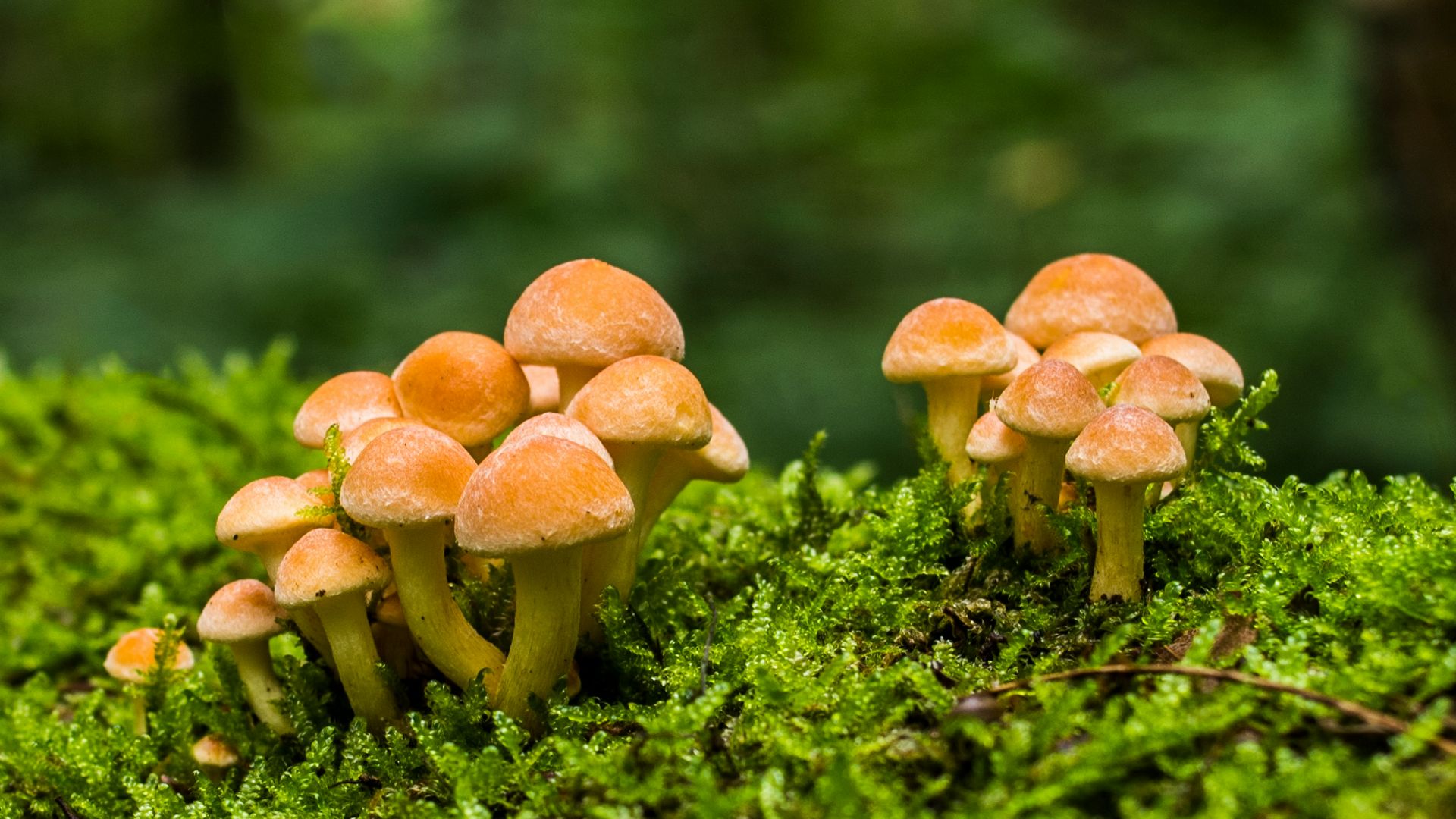 17. Champignons