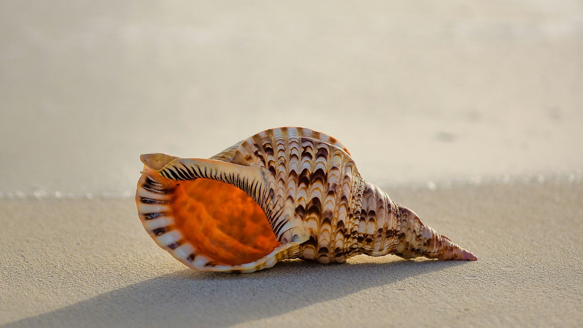 17. Des coquillages sur la plage